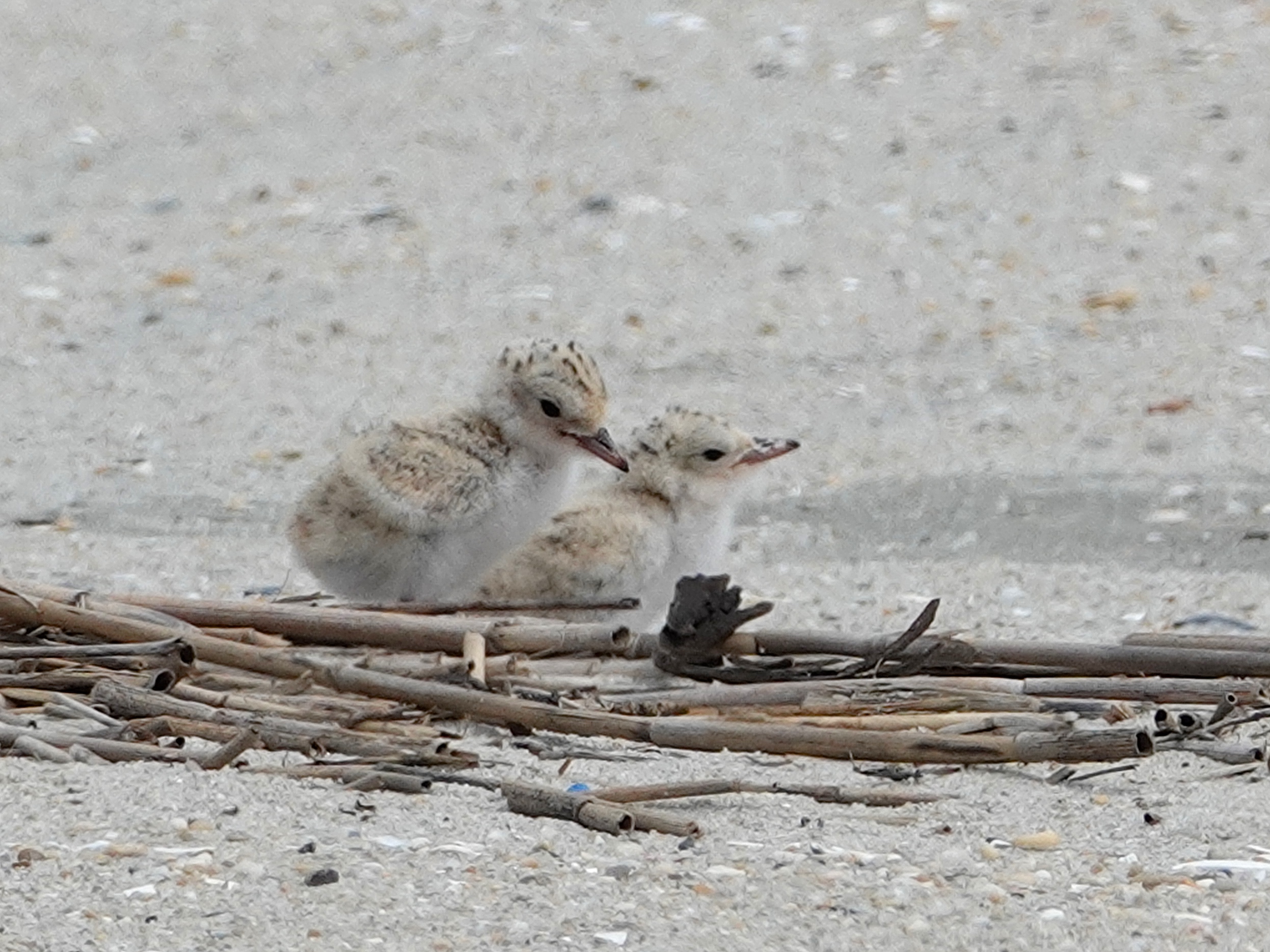Two bird chicks rest on a sandy beach.