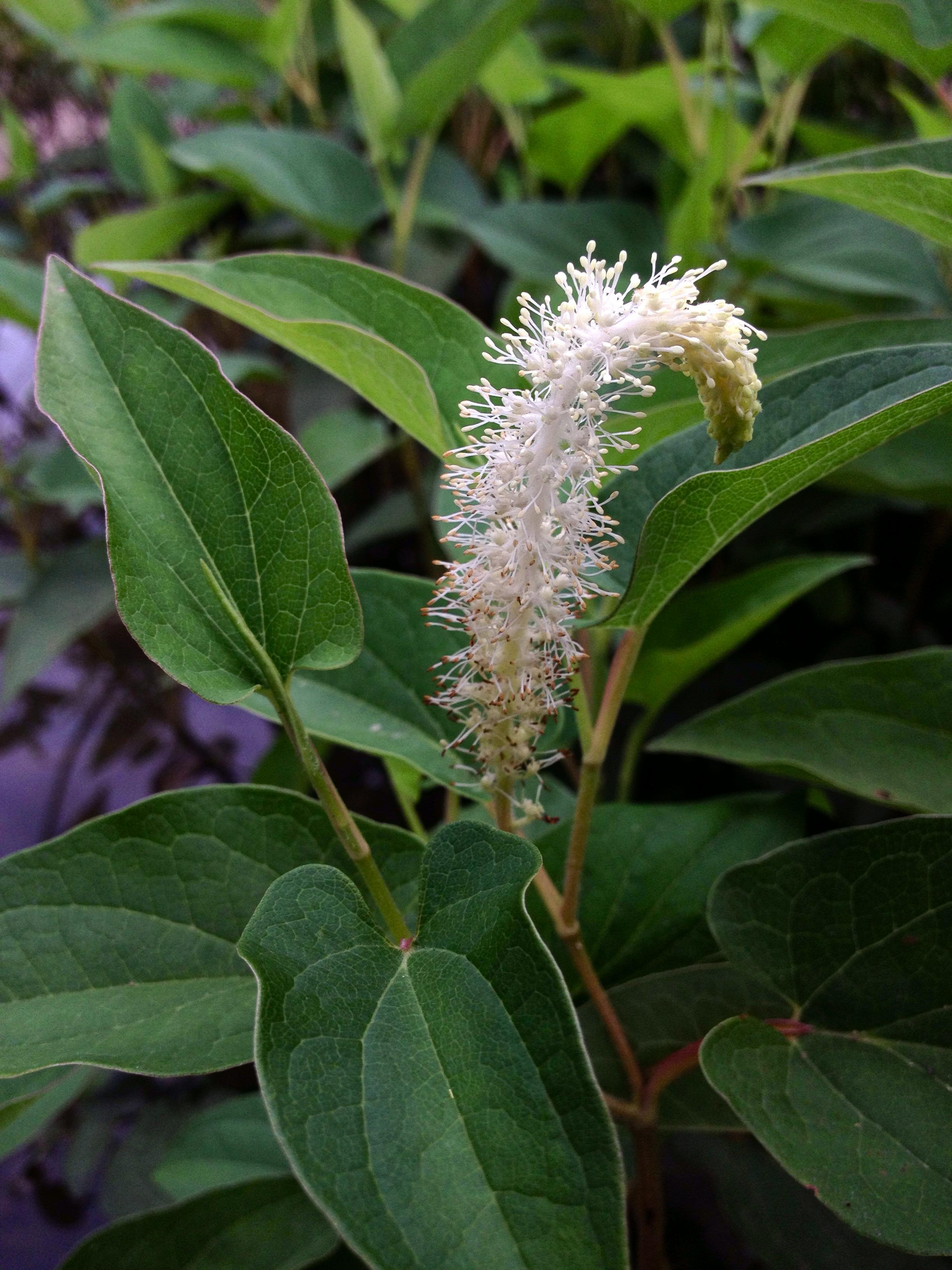 Green, heart-shaped leaves and a fluffy white flower.