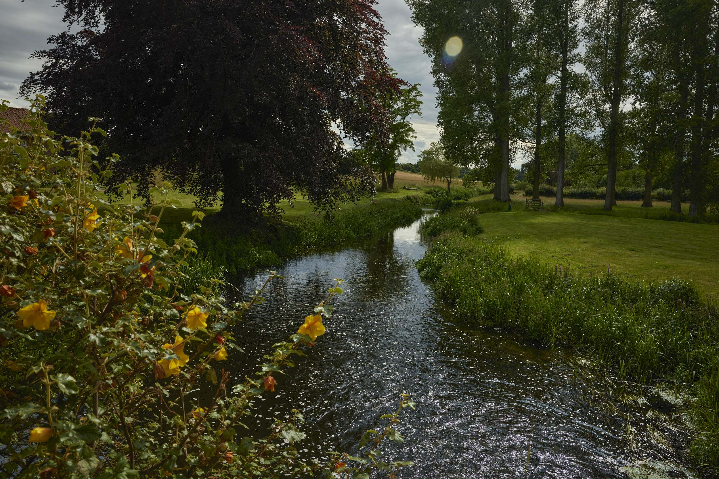 A sparlking river winds through a grassy field with trees in the background and yellow flowers in the foreground.