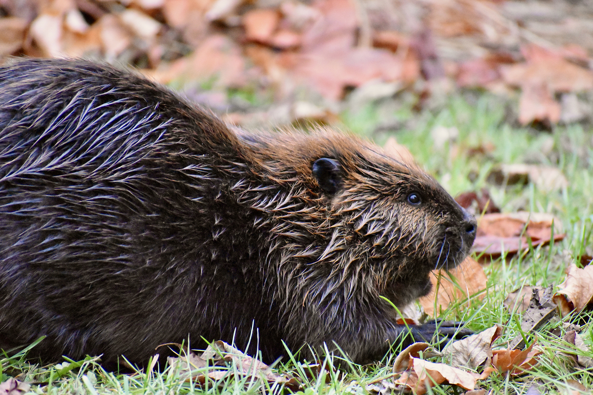 A beaver crouches on the ground amid a pile of leaves.