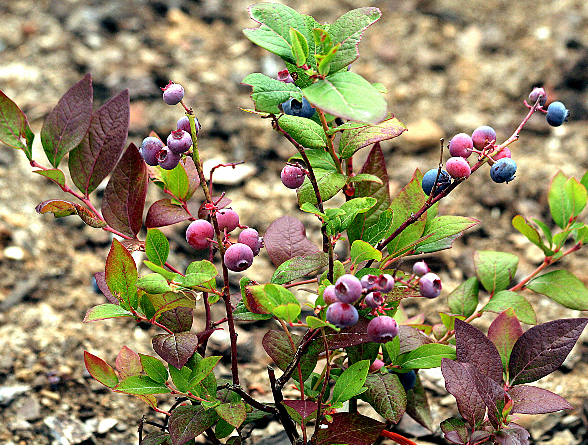 A short bush laden with ripe blueberries.