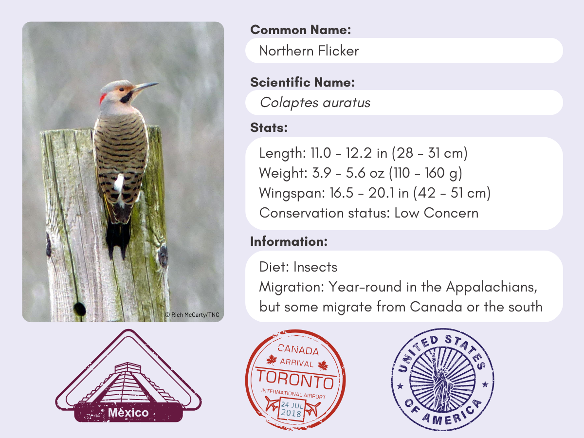 Info card for the Northern Flicker.
