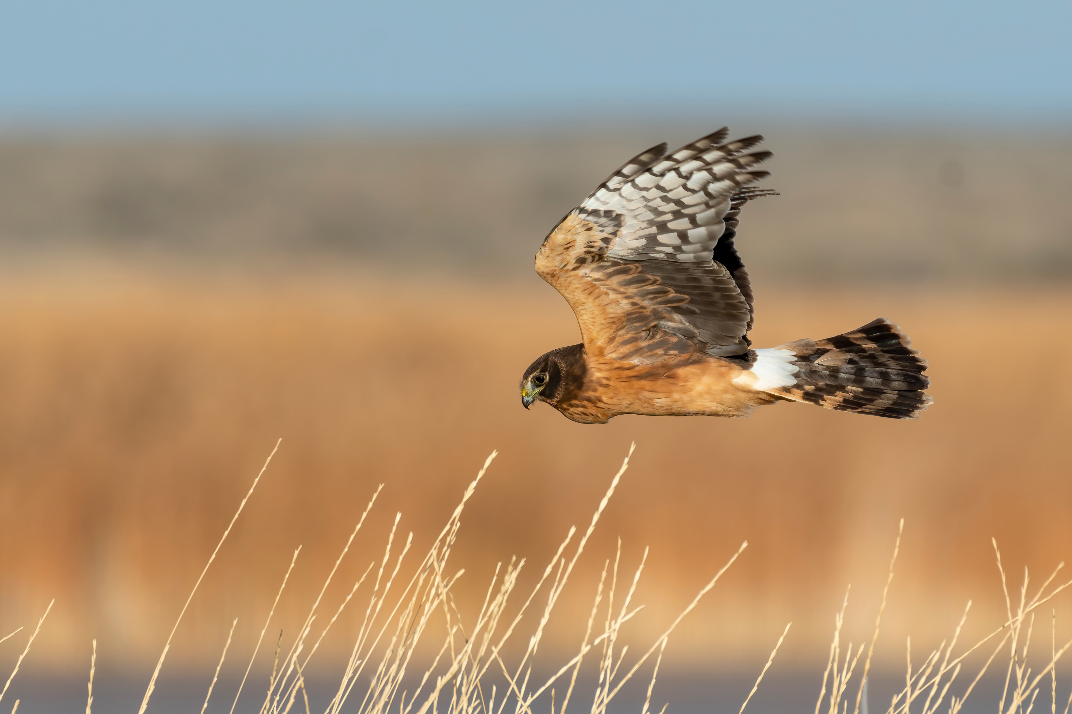 A large bird with brown, gray and white features, flies over tall brown grasses.