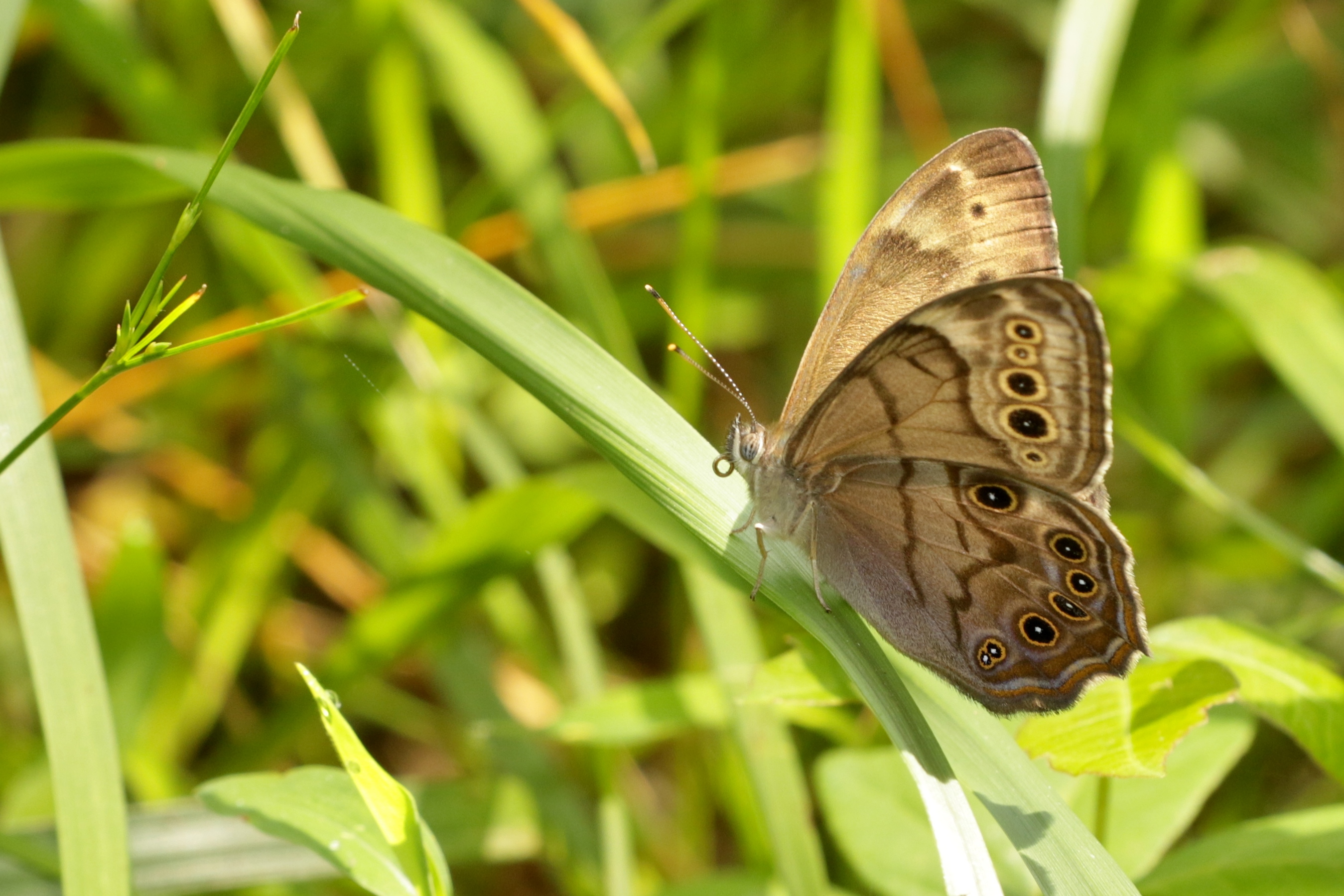 A Northern pearly-eye butterfly on a blade of grass.