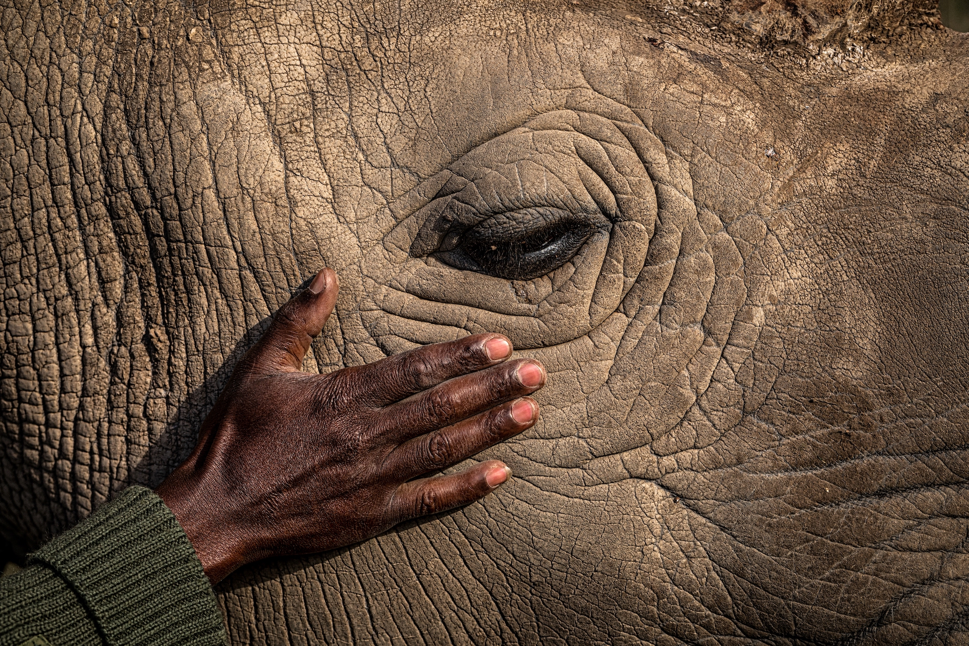 One of the last two remaining northern white rhinos being touched by her caretaker.