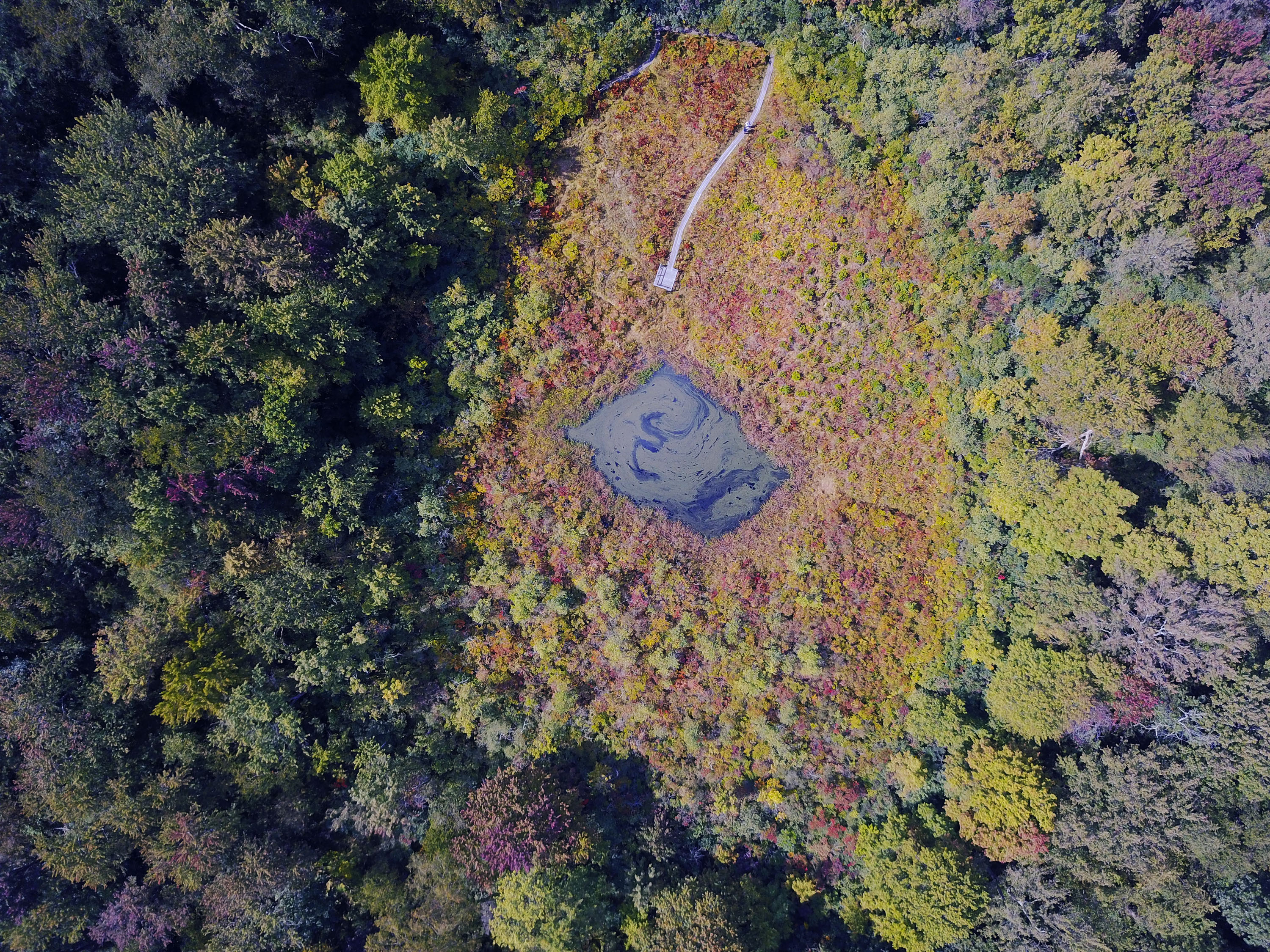 Aerial view looking straight down at Brown's Lake Bog.