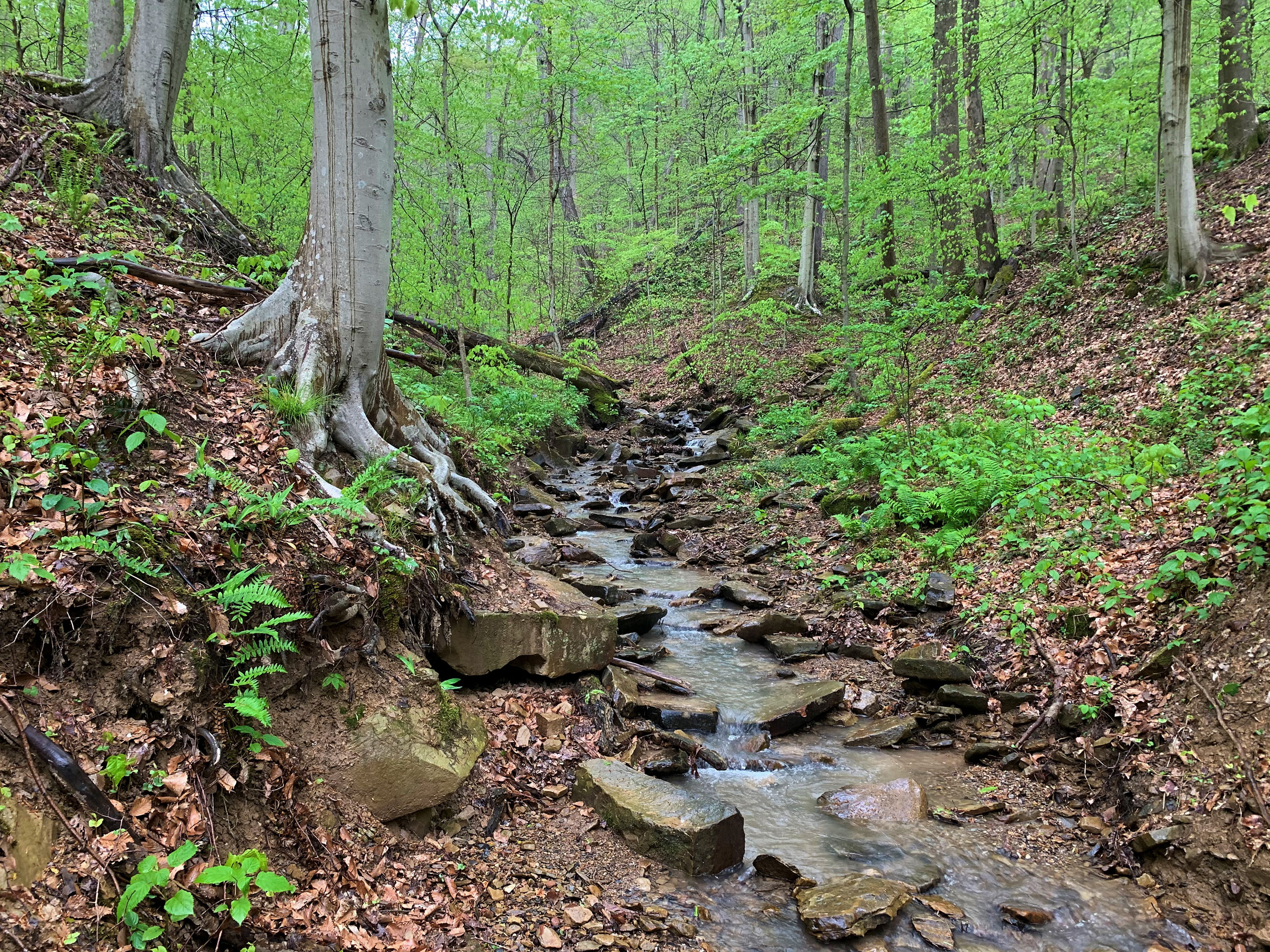 Stream flows through lush green forest at Edge of Appalachia Preserve.