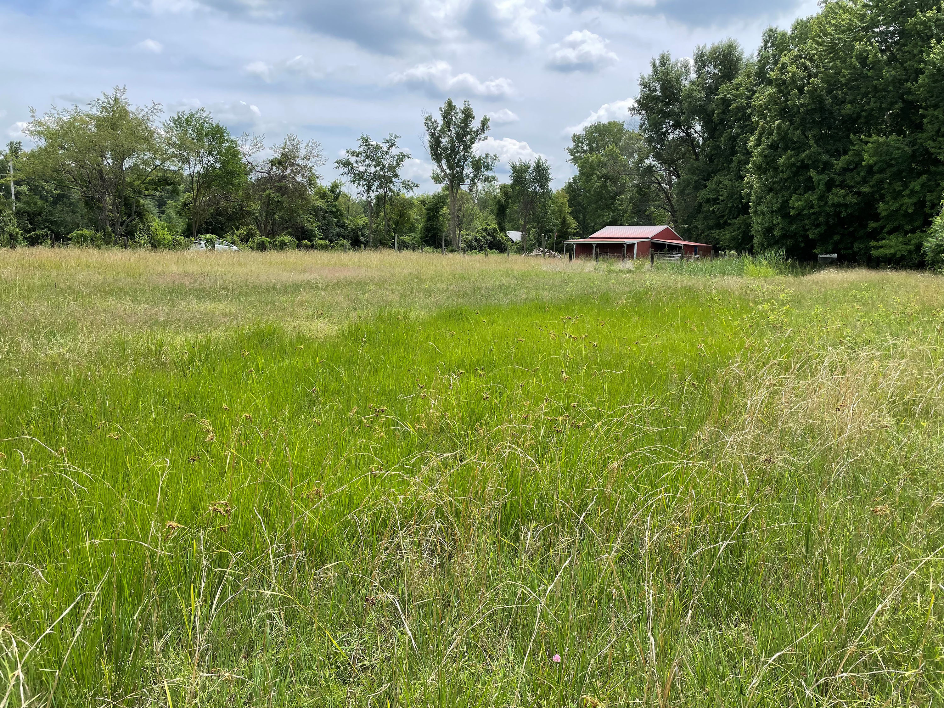 A barn sits in a field of tall grass at Kitty Todd.