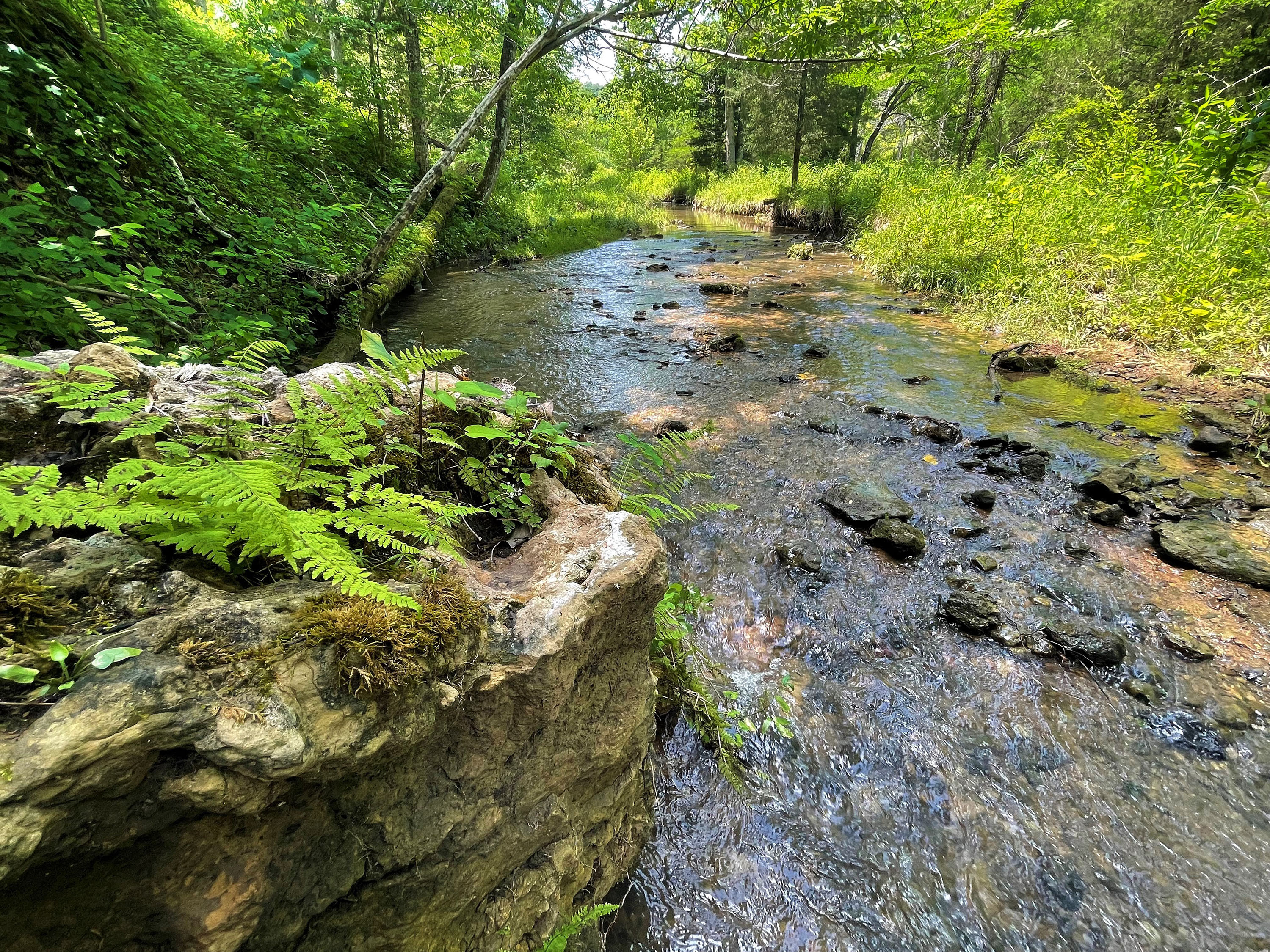 A stream running over rocks in a forest.