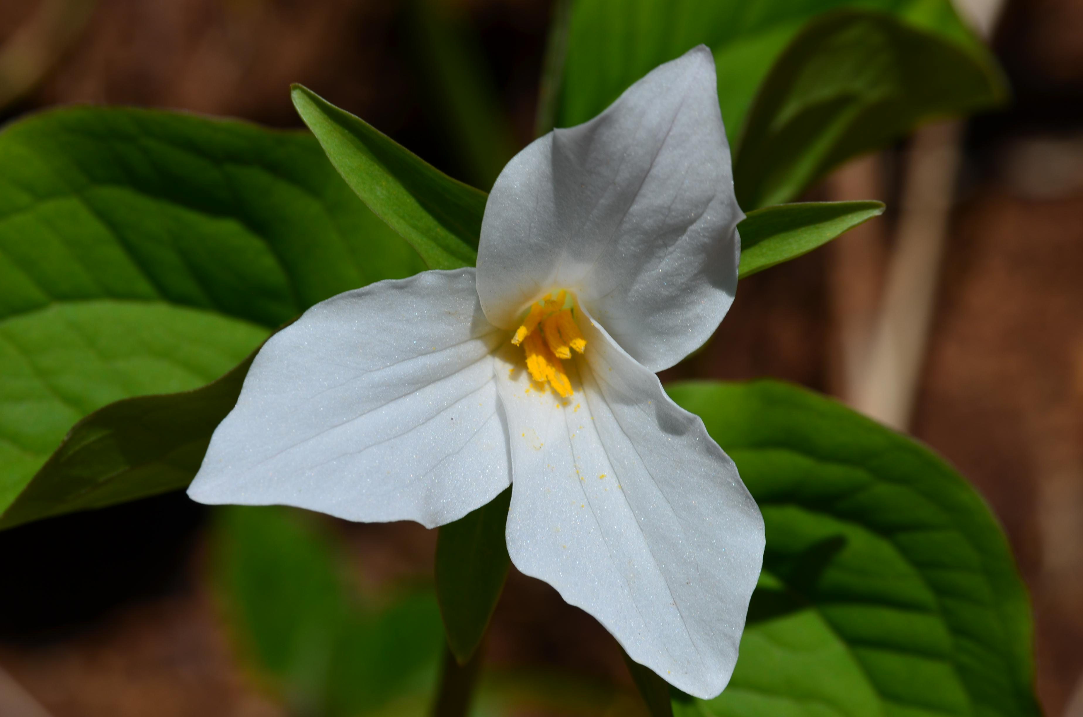 A close-up of a white trillium.