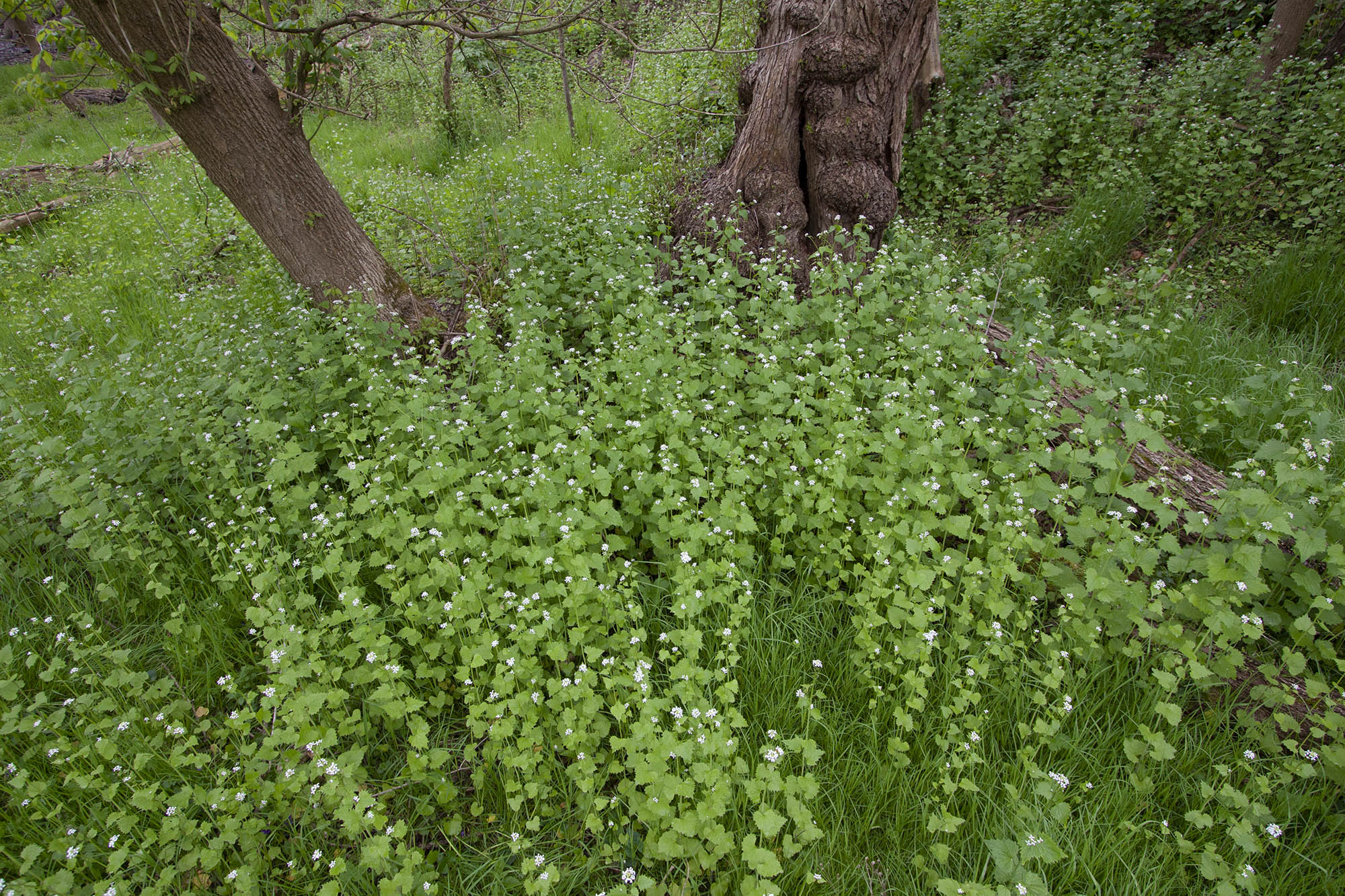 A mass of garlic mustard on the forest floor.