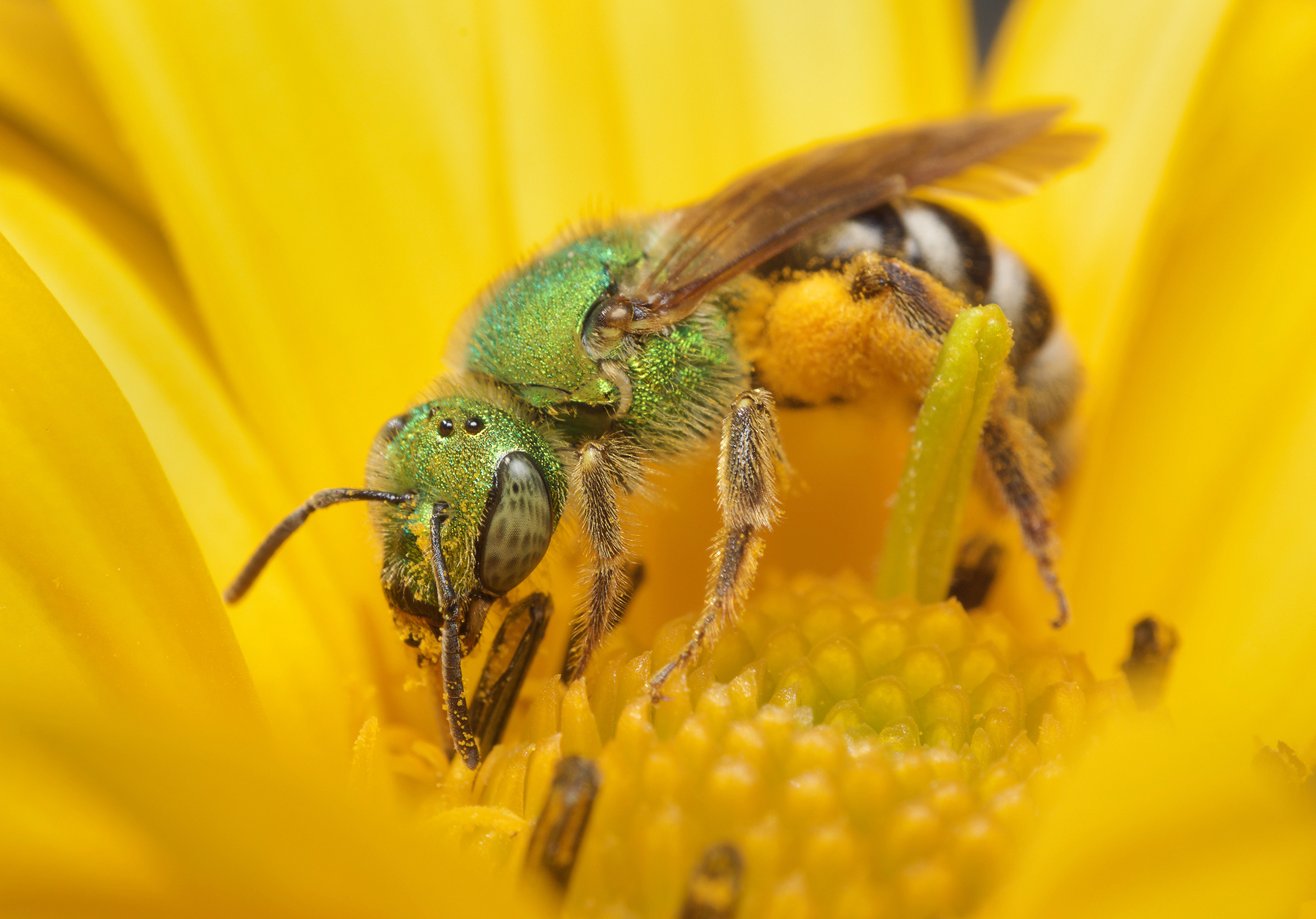 Green sweat bee on yellow flower.