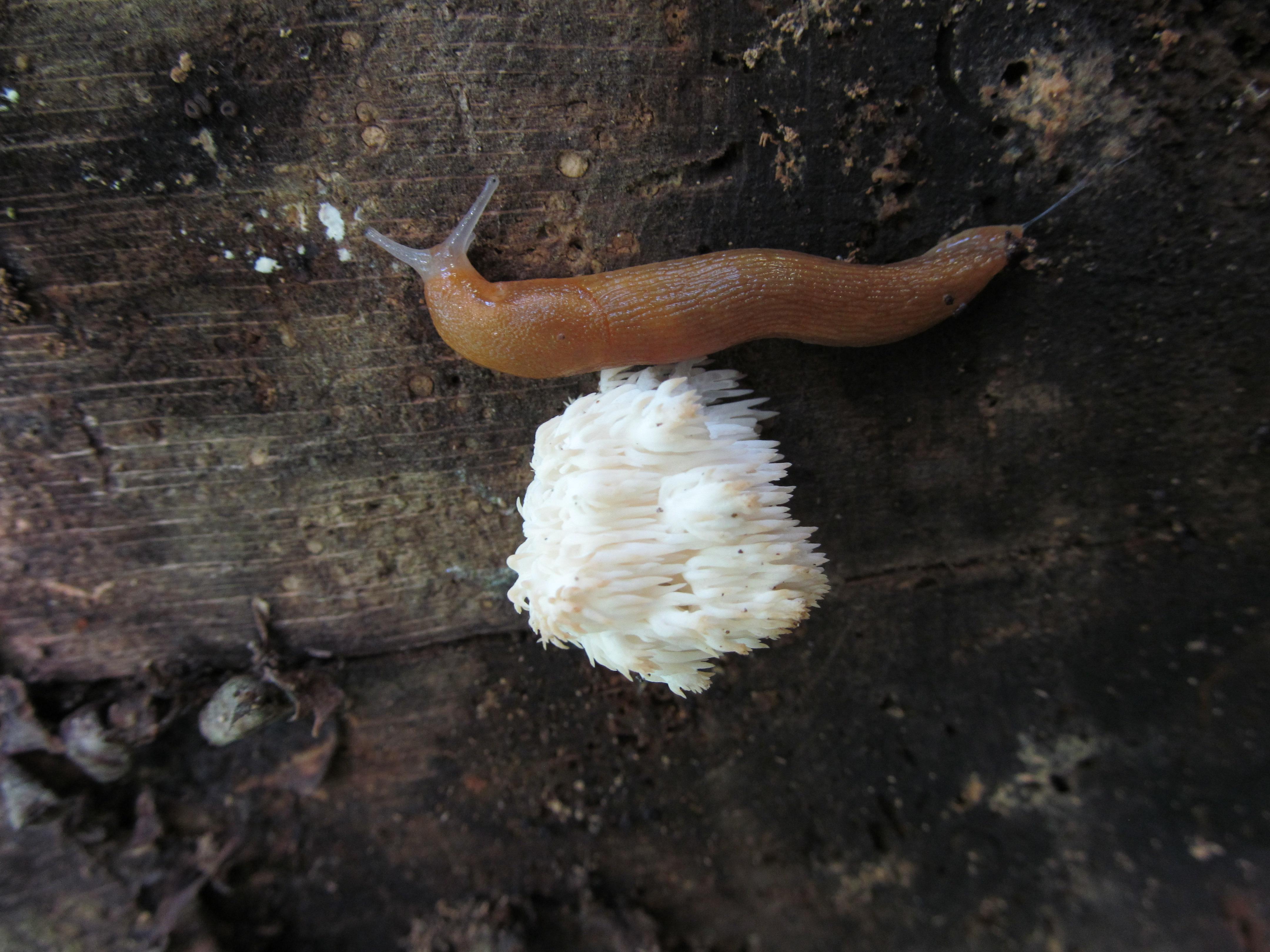 A semi-transparent orange slug on a tree.