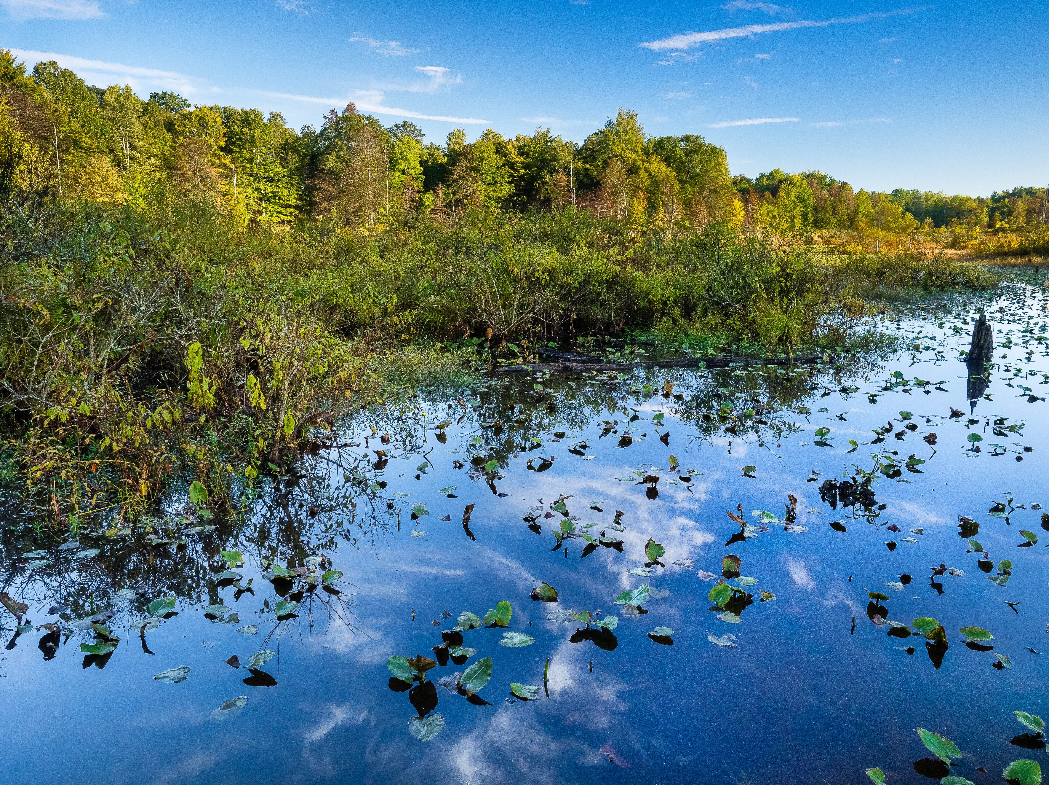 Wetland at Morgan Swamp Preserve.