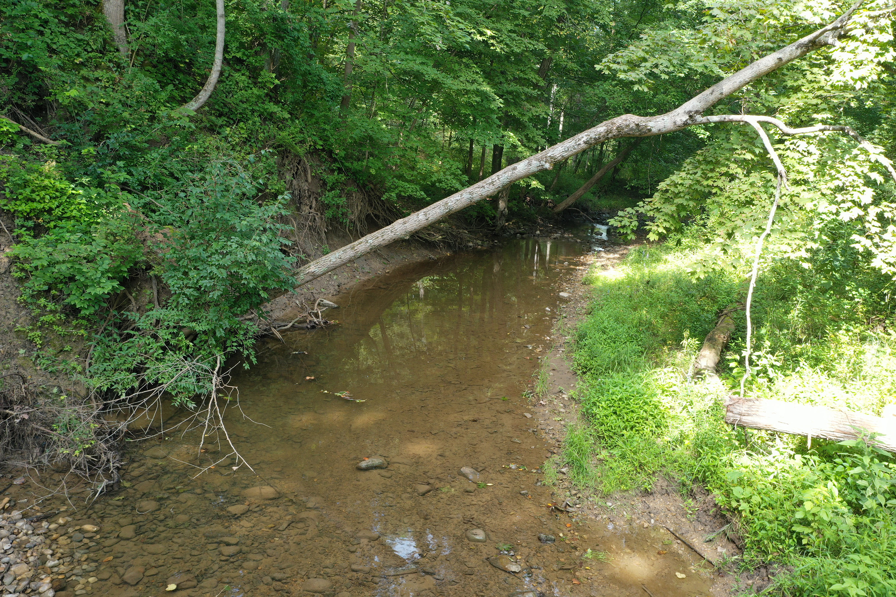 Stream surrounded by forest on an OMP project site.