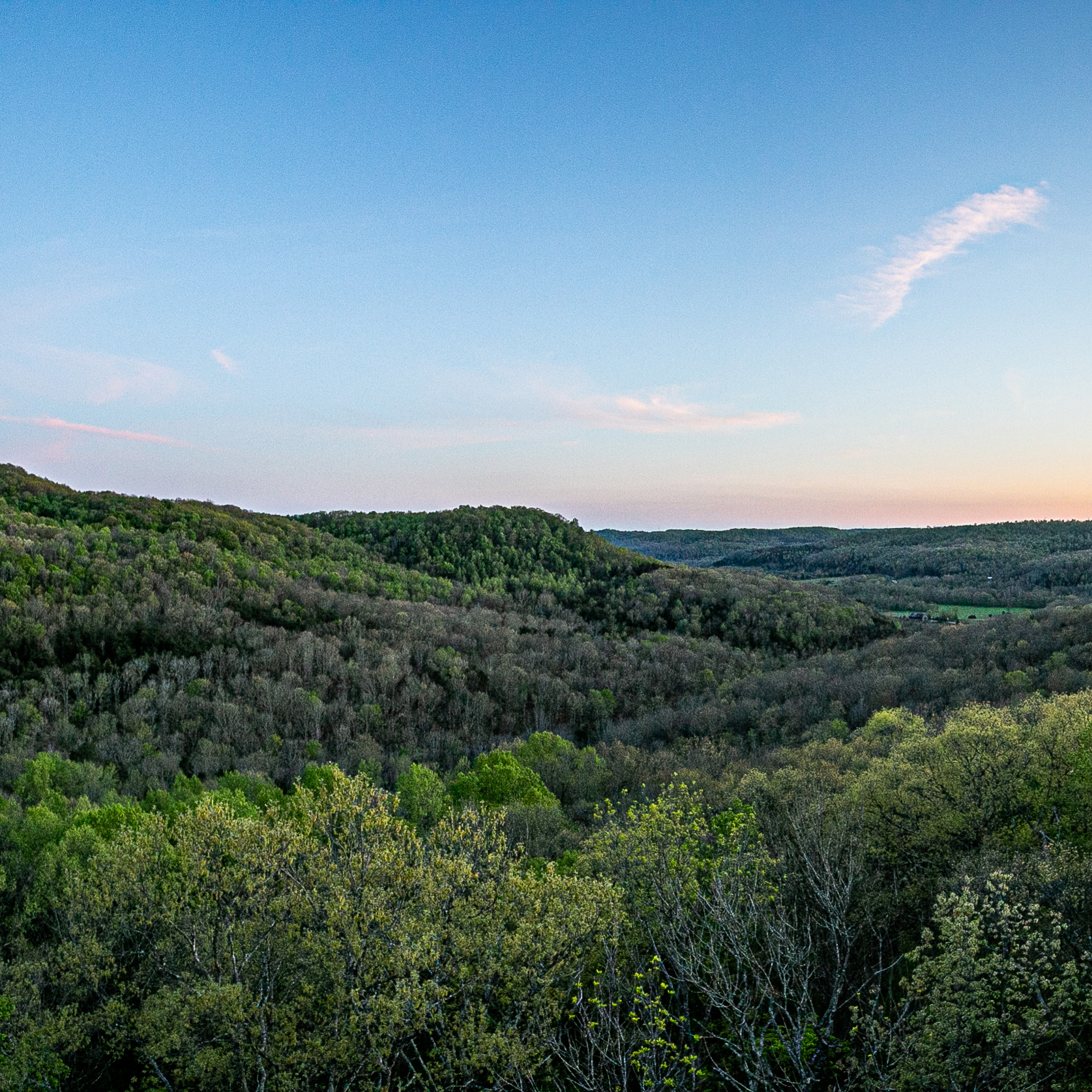 Forest at Edge of Appalacia Preserve.