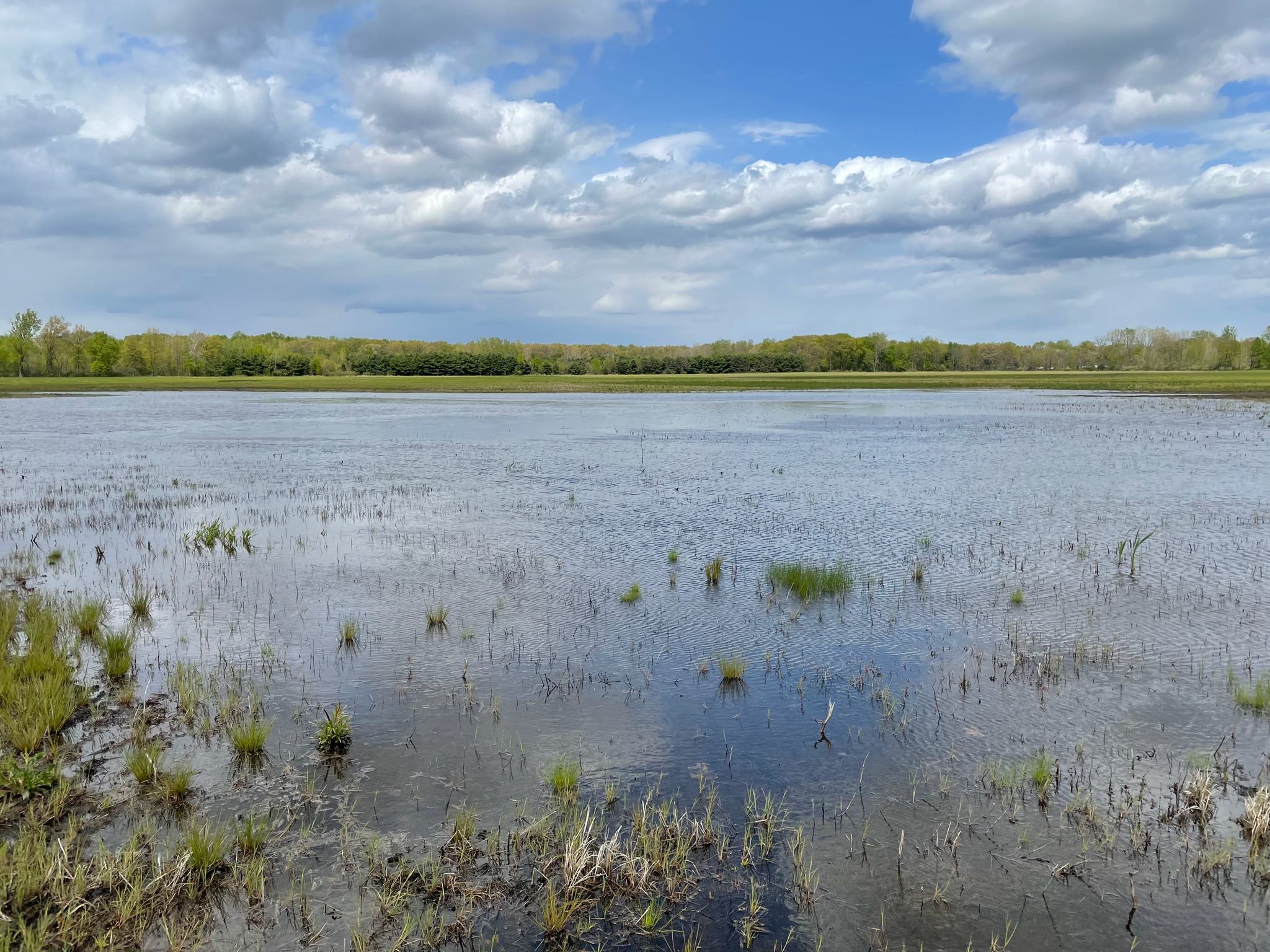 Wetland habitat with forest in far distance.