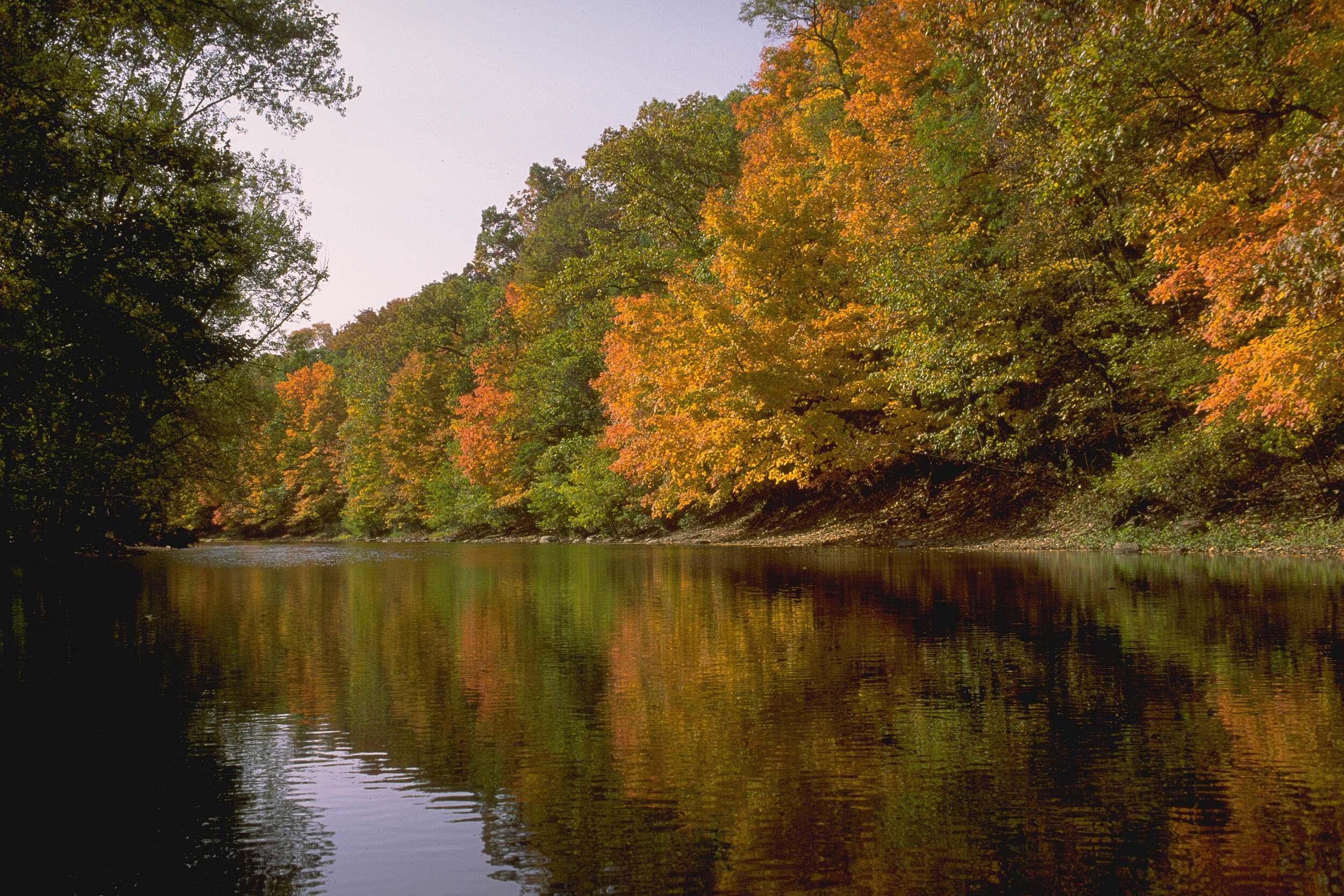 Trees with fall foliage line a calm river.