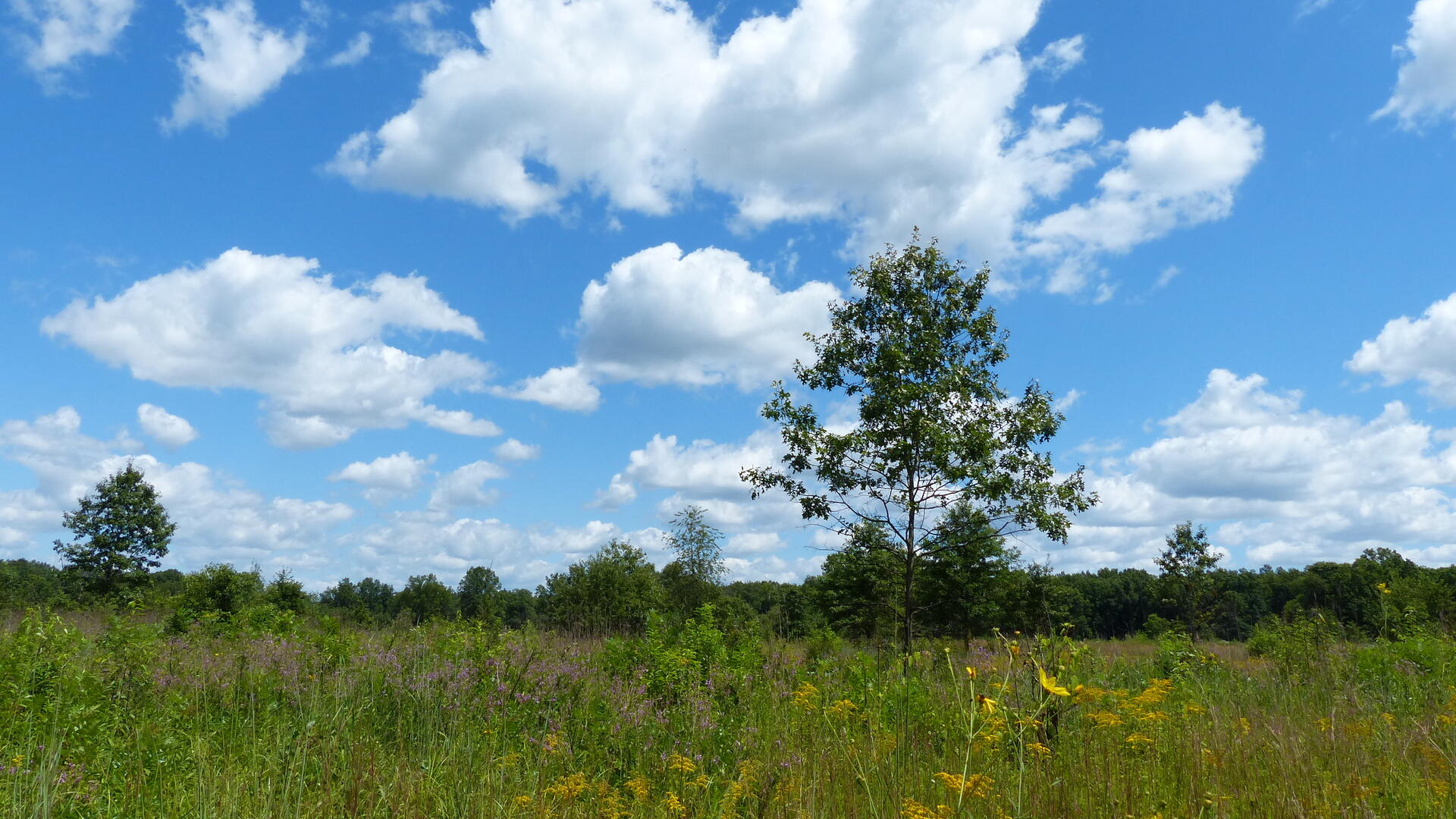 Prairie habitat with bright blue sky.