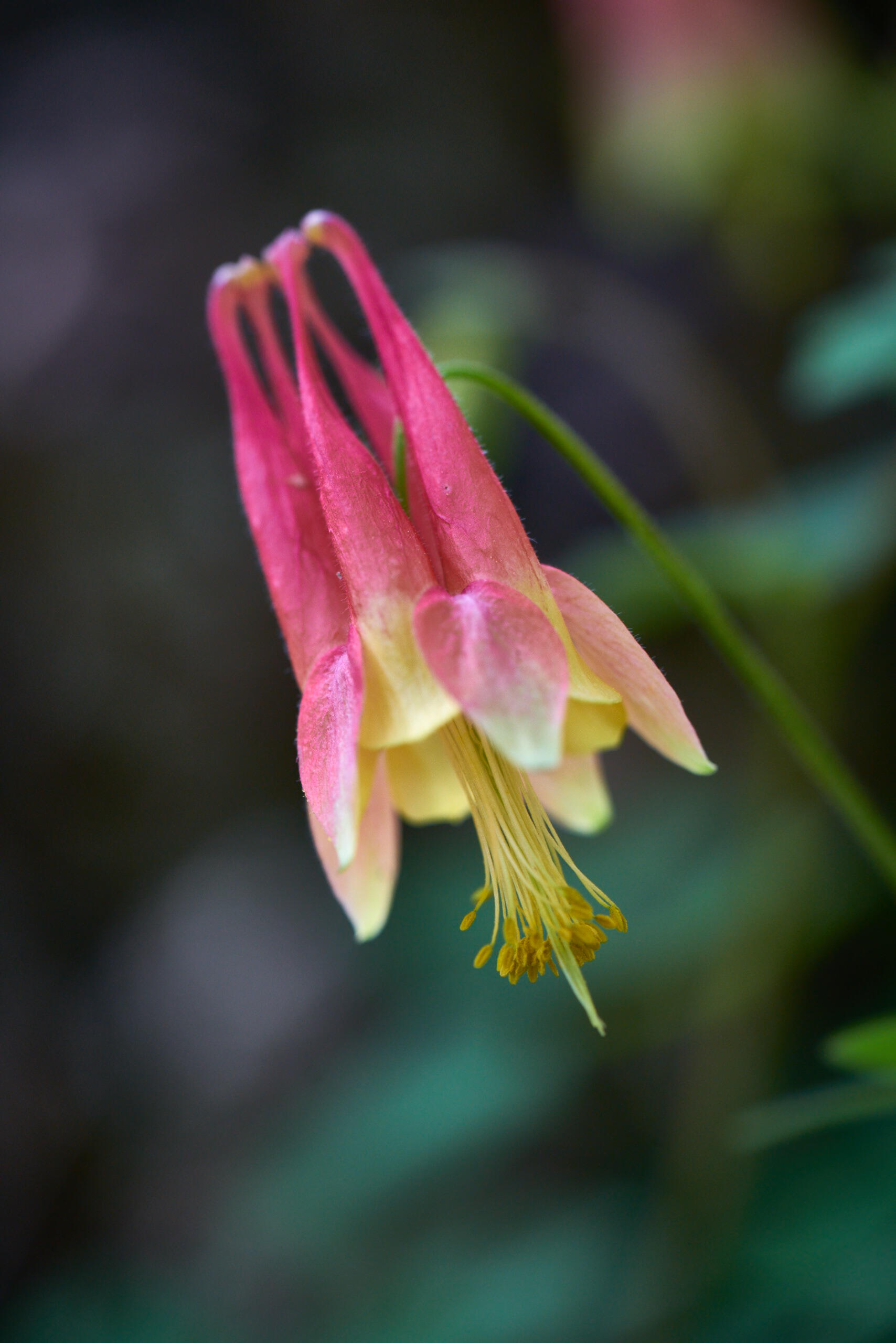 Wild Columbine.