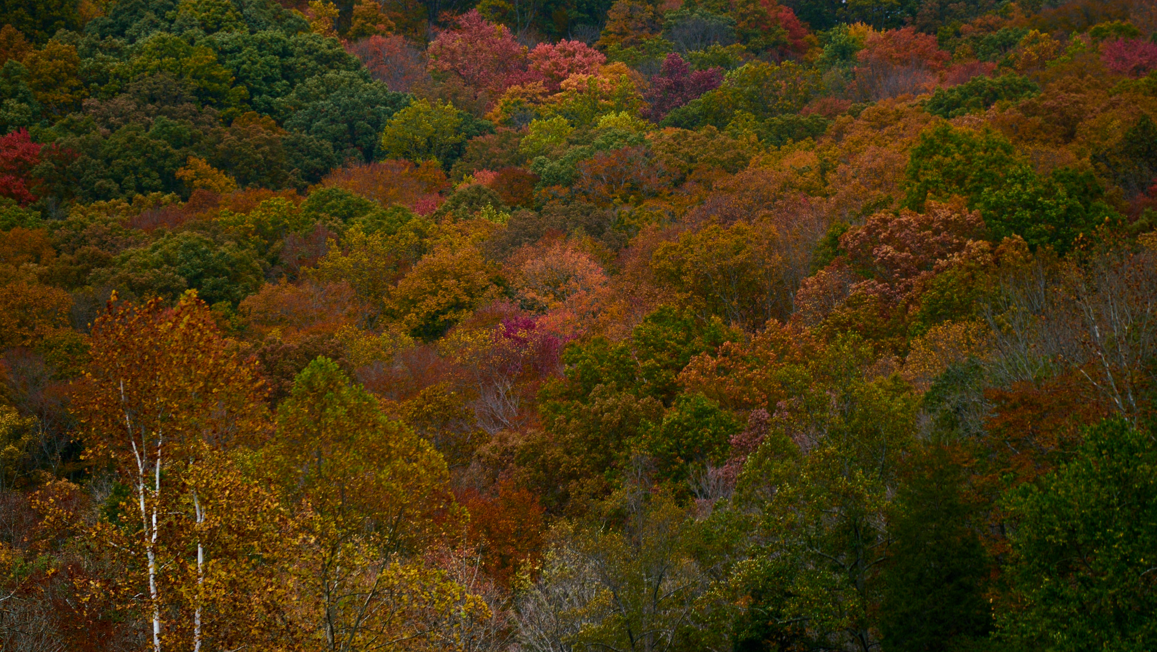 Fall trees at Edge of Appalacia Preserve.