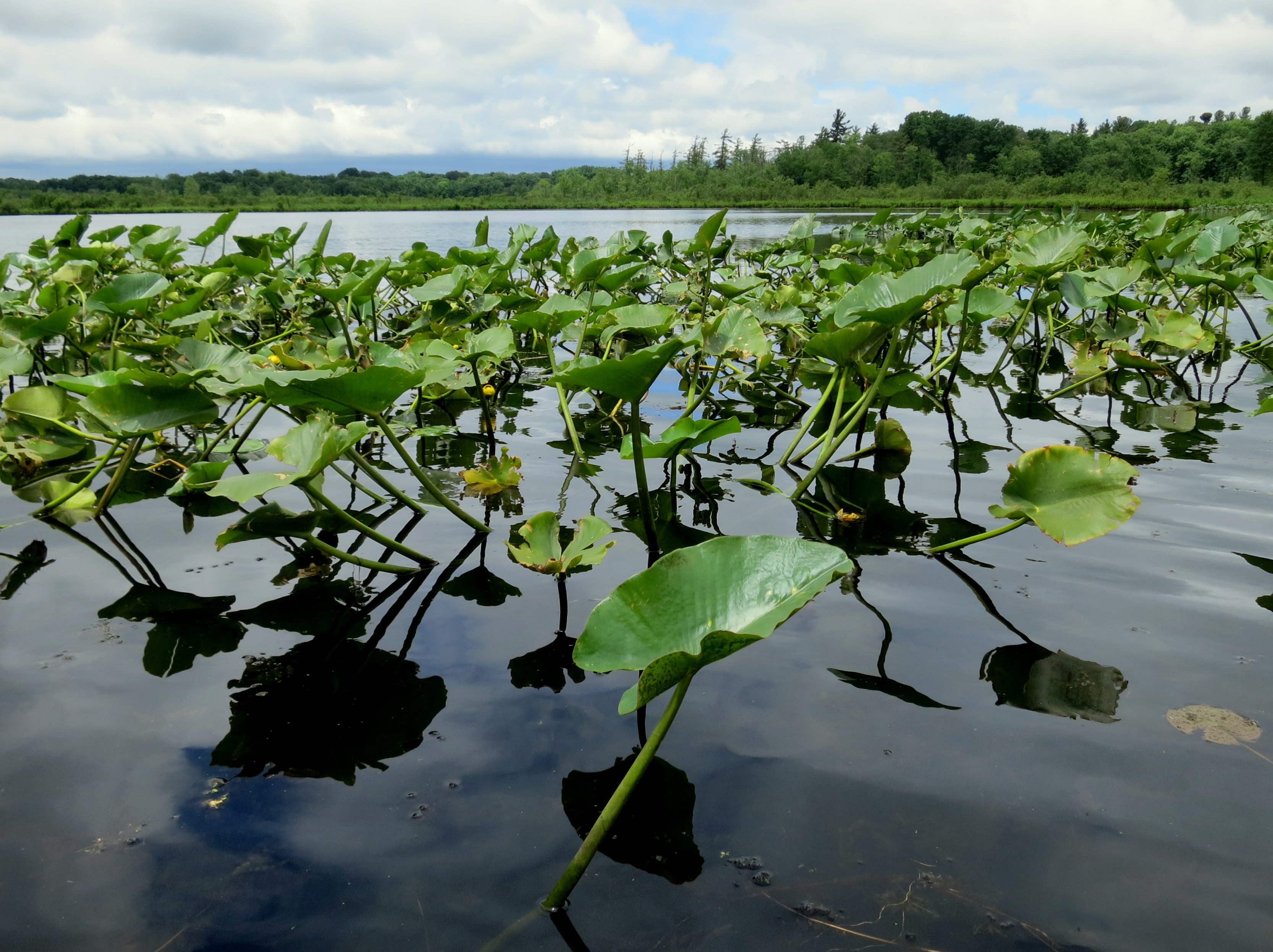 Water plants grow above water under a cloudy sky. 