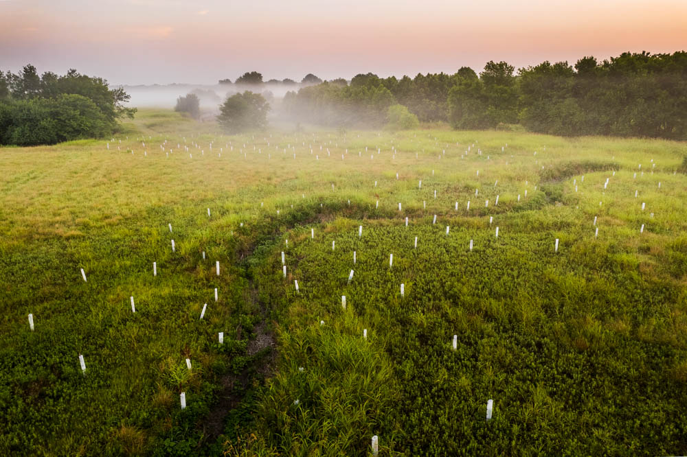 A tree planting restoration project taking place along the Blue River. 
