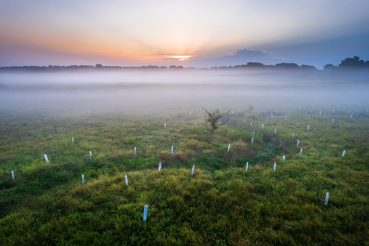 Sunset over a stream lined with newly planted trees.