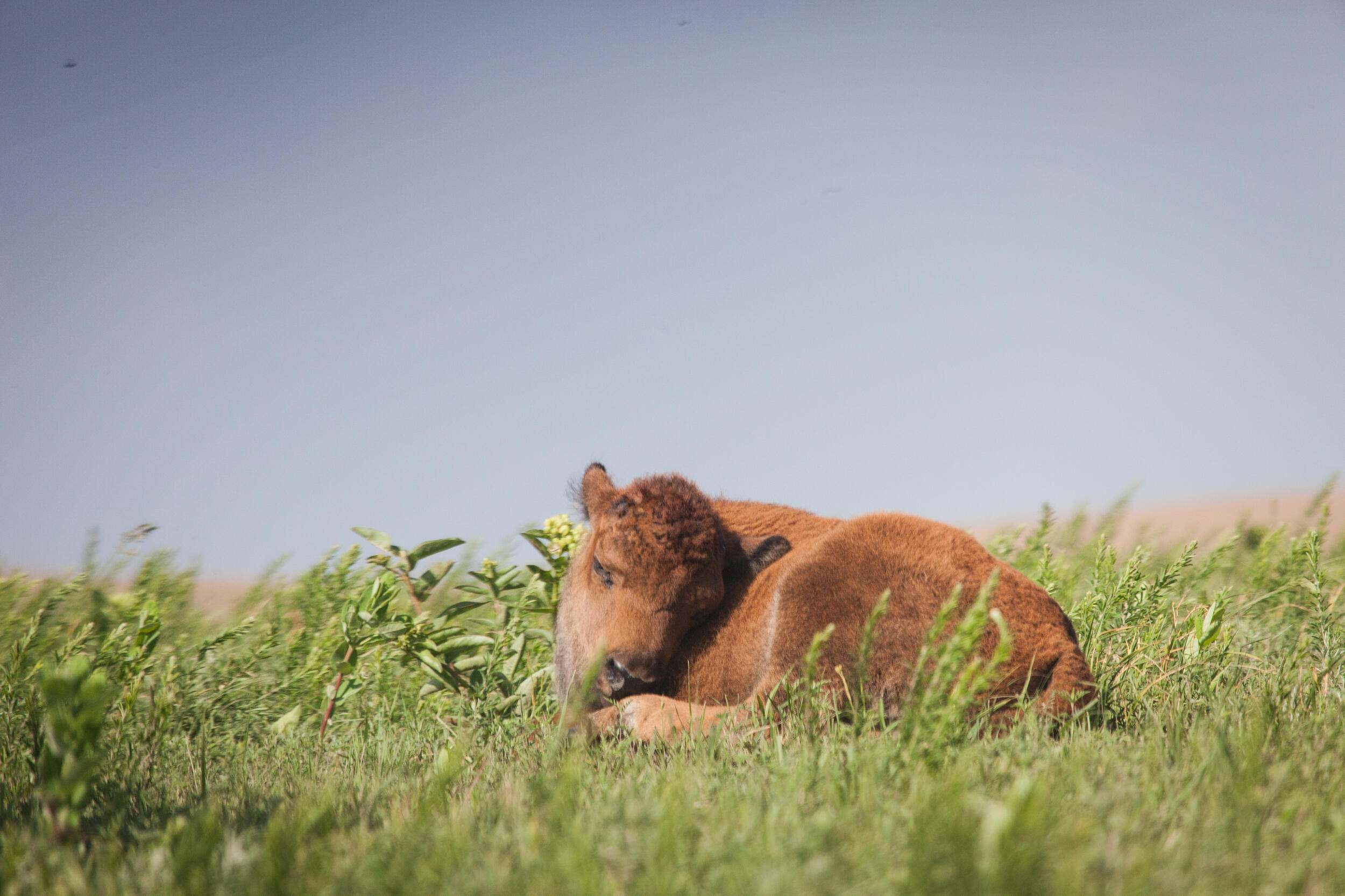 A juvenile buffalo sleeps lying down on a grassy plain.