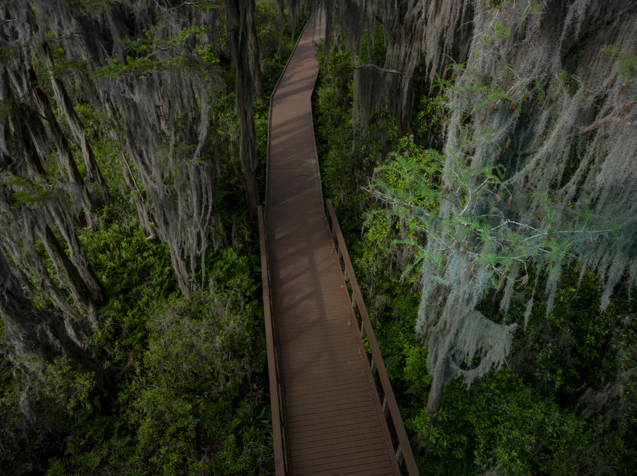 An overhead shot of a wooden bridge surrounded by tall, mossy trees.