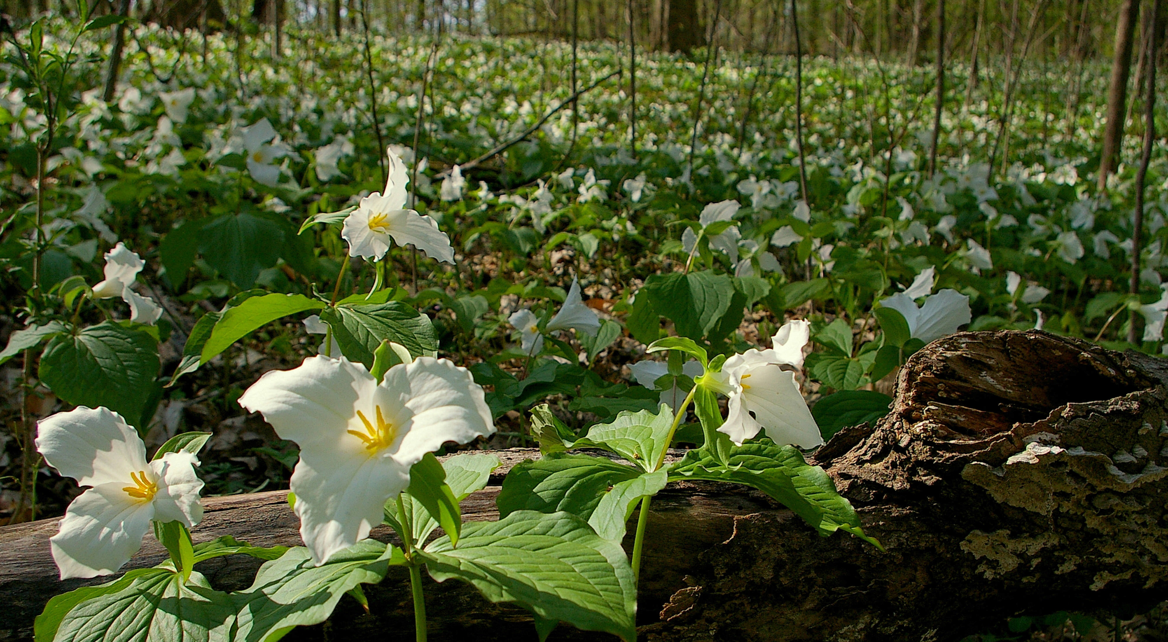 Trillium blankets the forest floor.