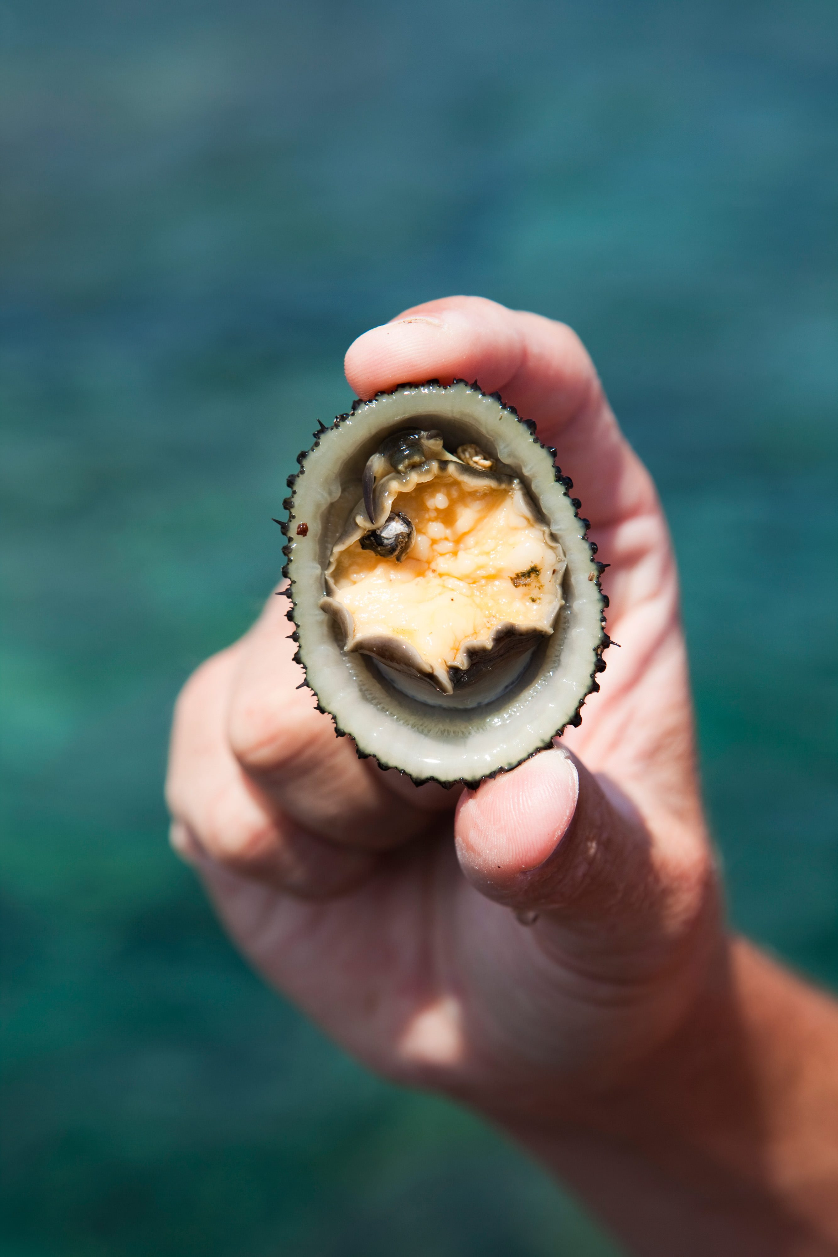 A hand holds up an ‘opihi, a small, cone-shaped limpet that clings to rocks on island shorelines.