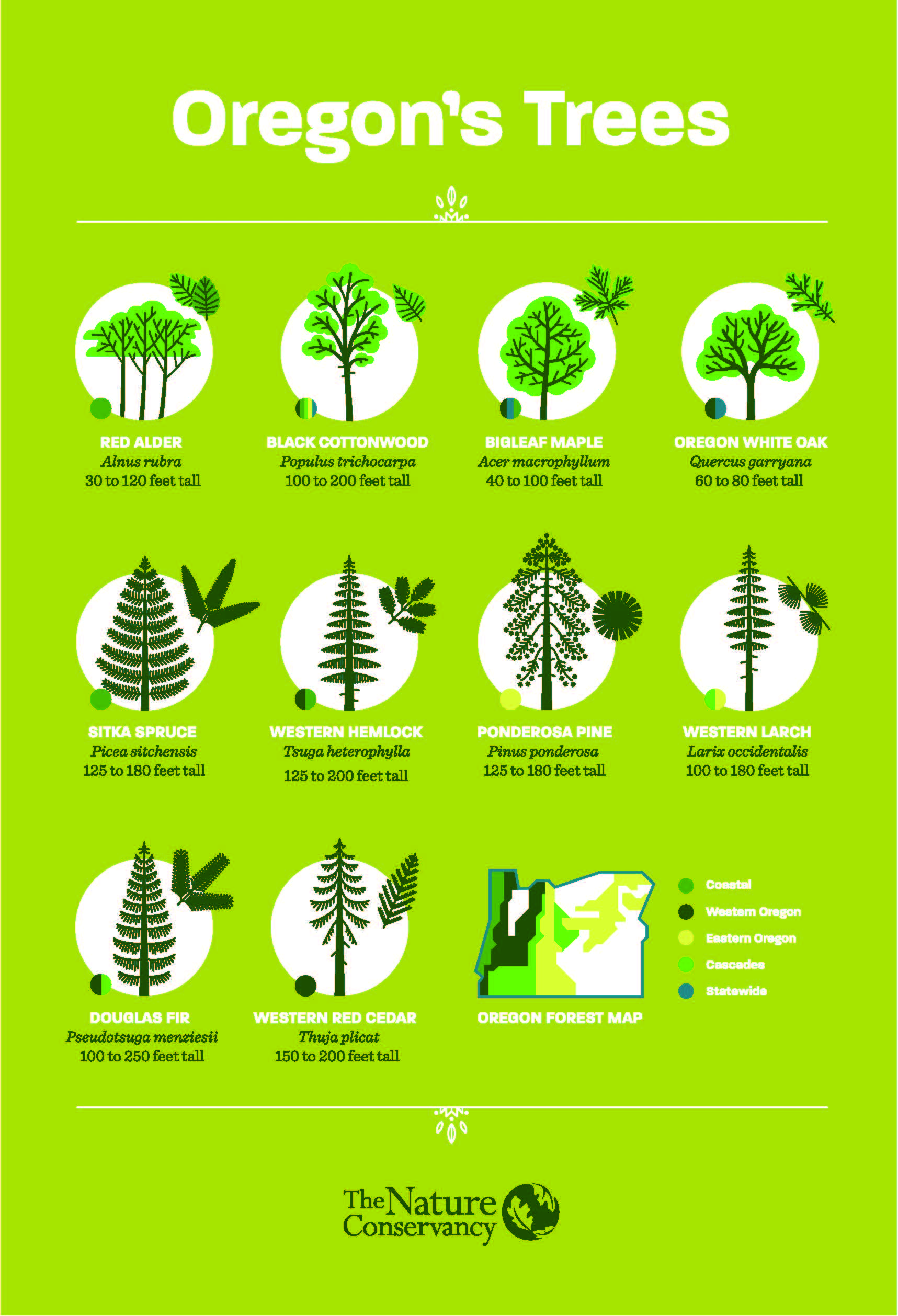 Oregon Tree Guide