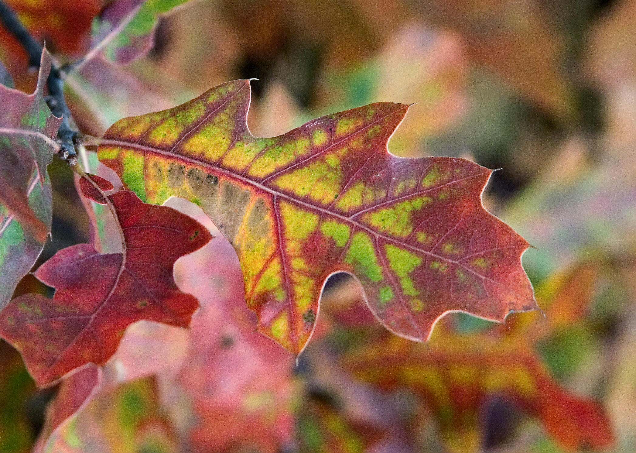 Oak leaf changes from green to yellow and red.