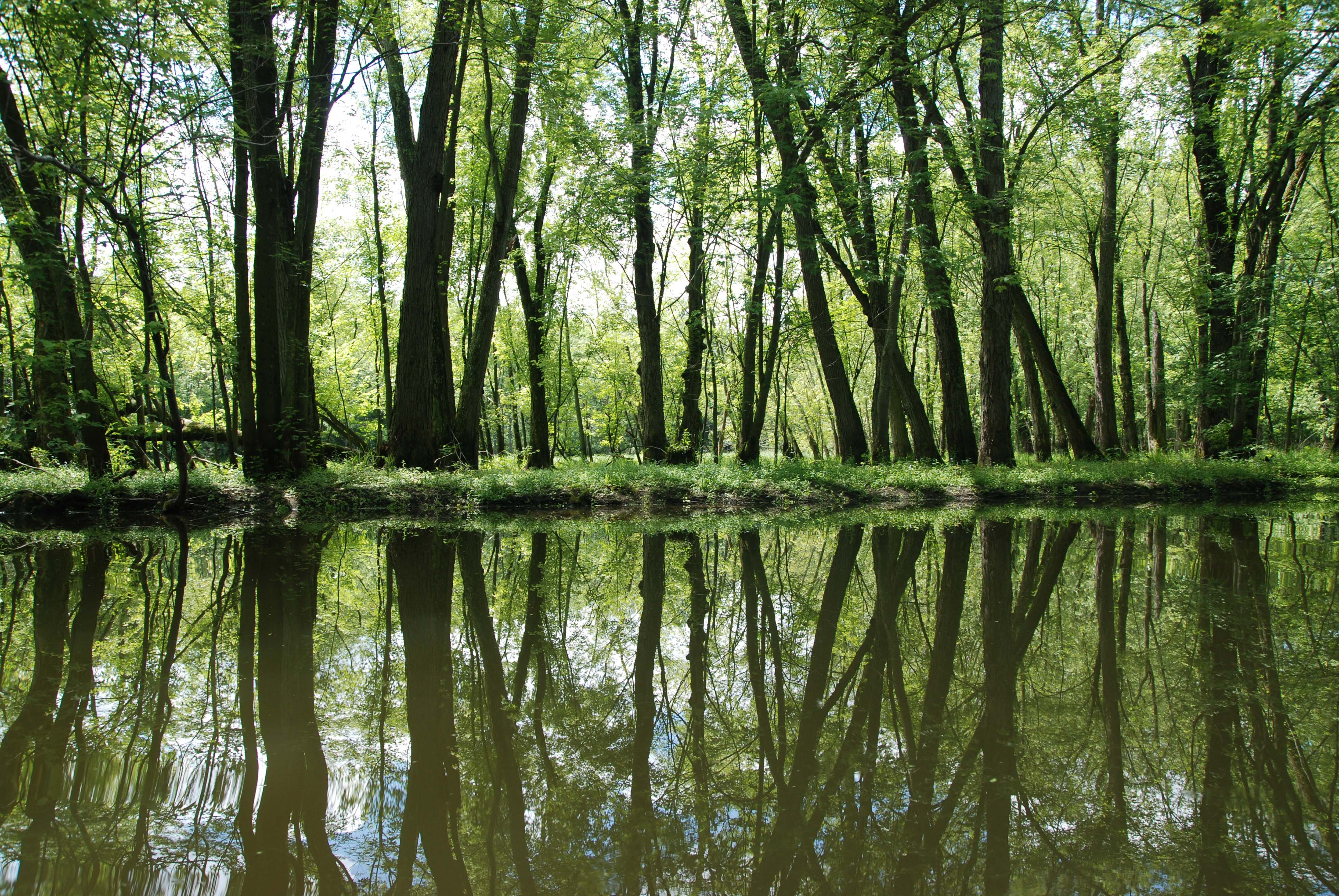 Tree trunks and their reflection on a river.