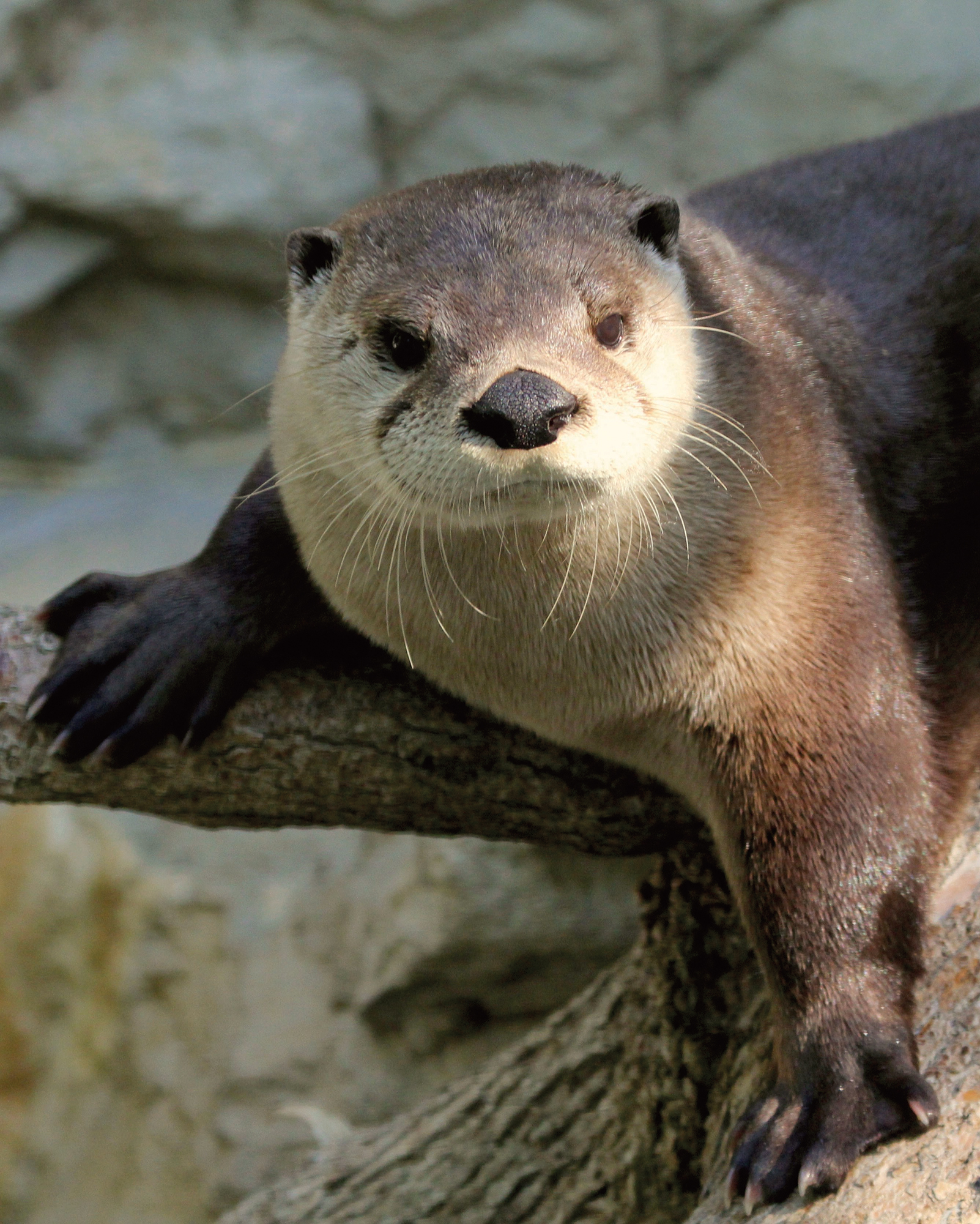 A river otter stands on a tree branch.