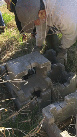 An animated gif of a man stacking interlocking concrete oyster castle. blocks.