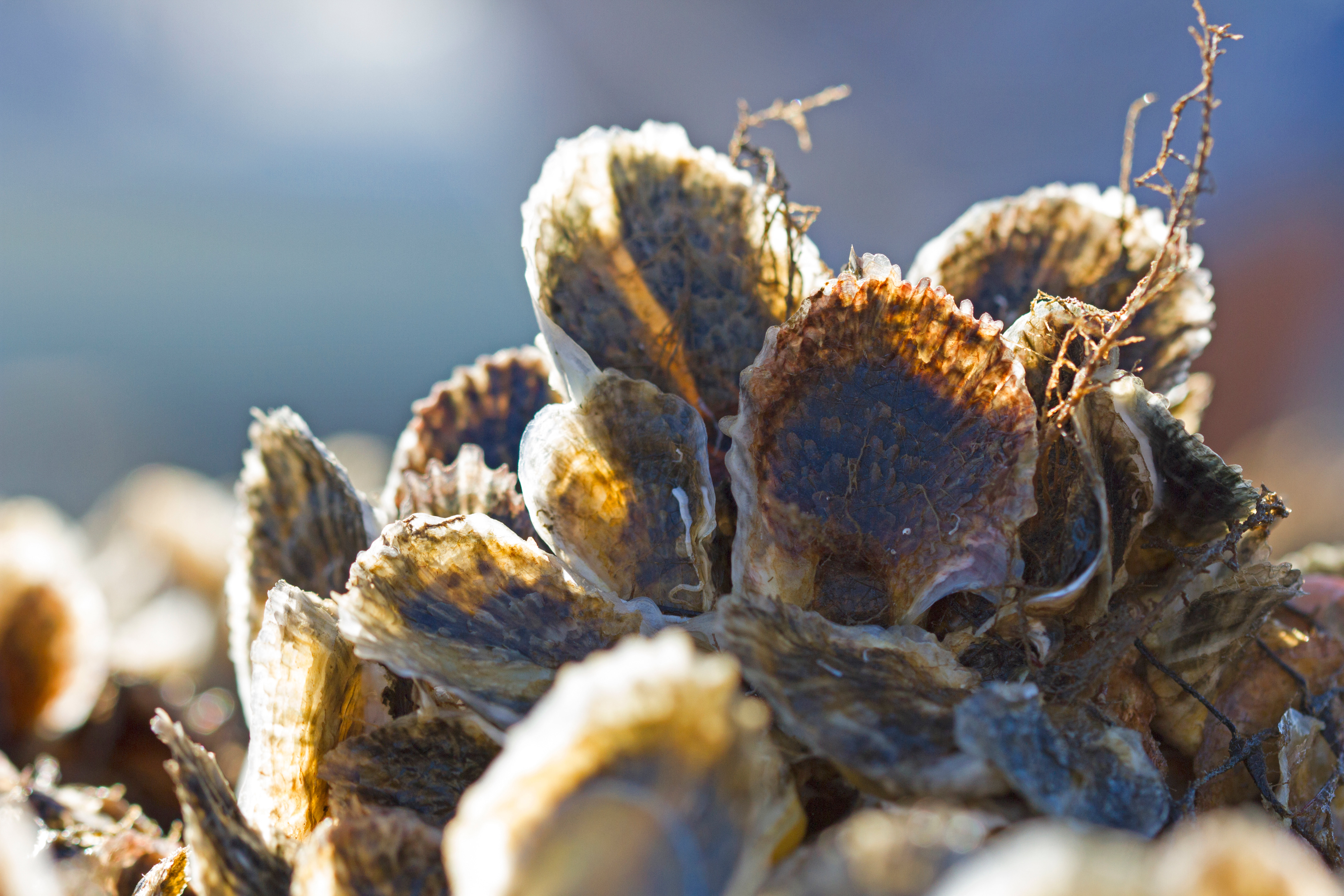 A cluster of oyster shells.