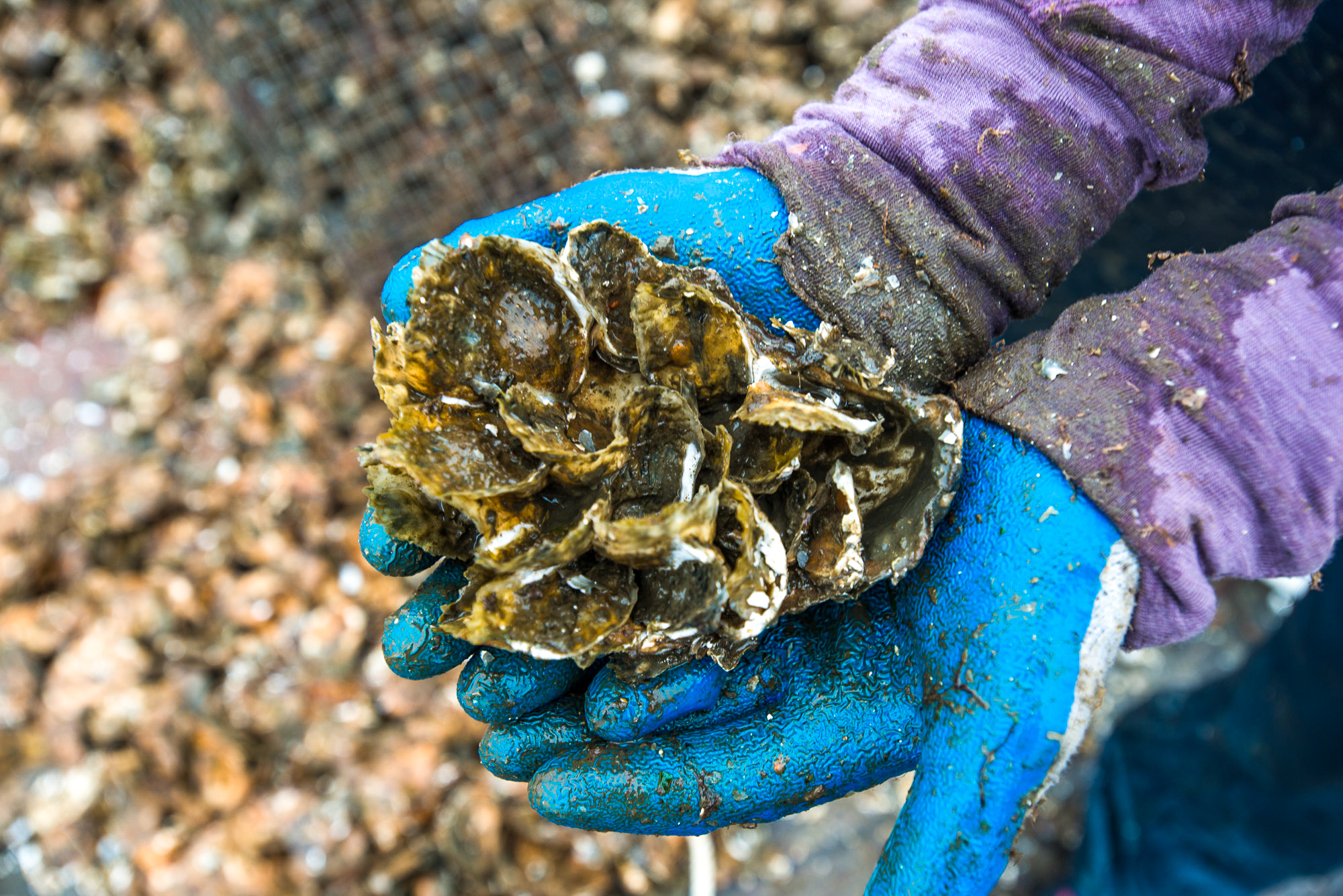 Two gloved hands hold several oysters.