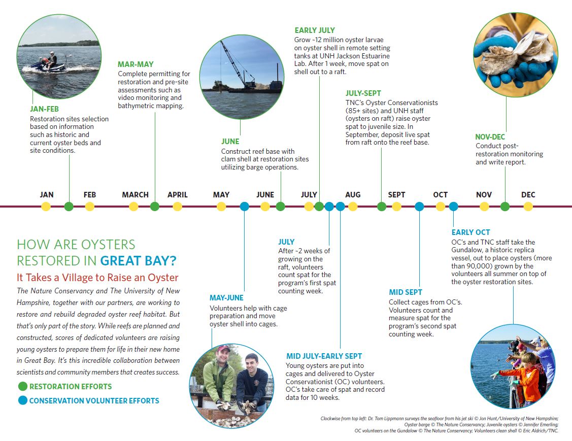 Oyster Restoration timeline.