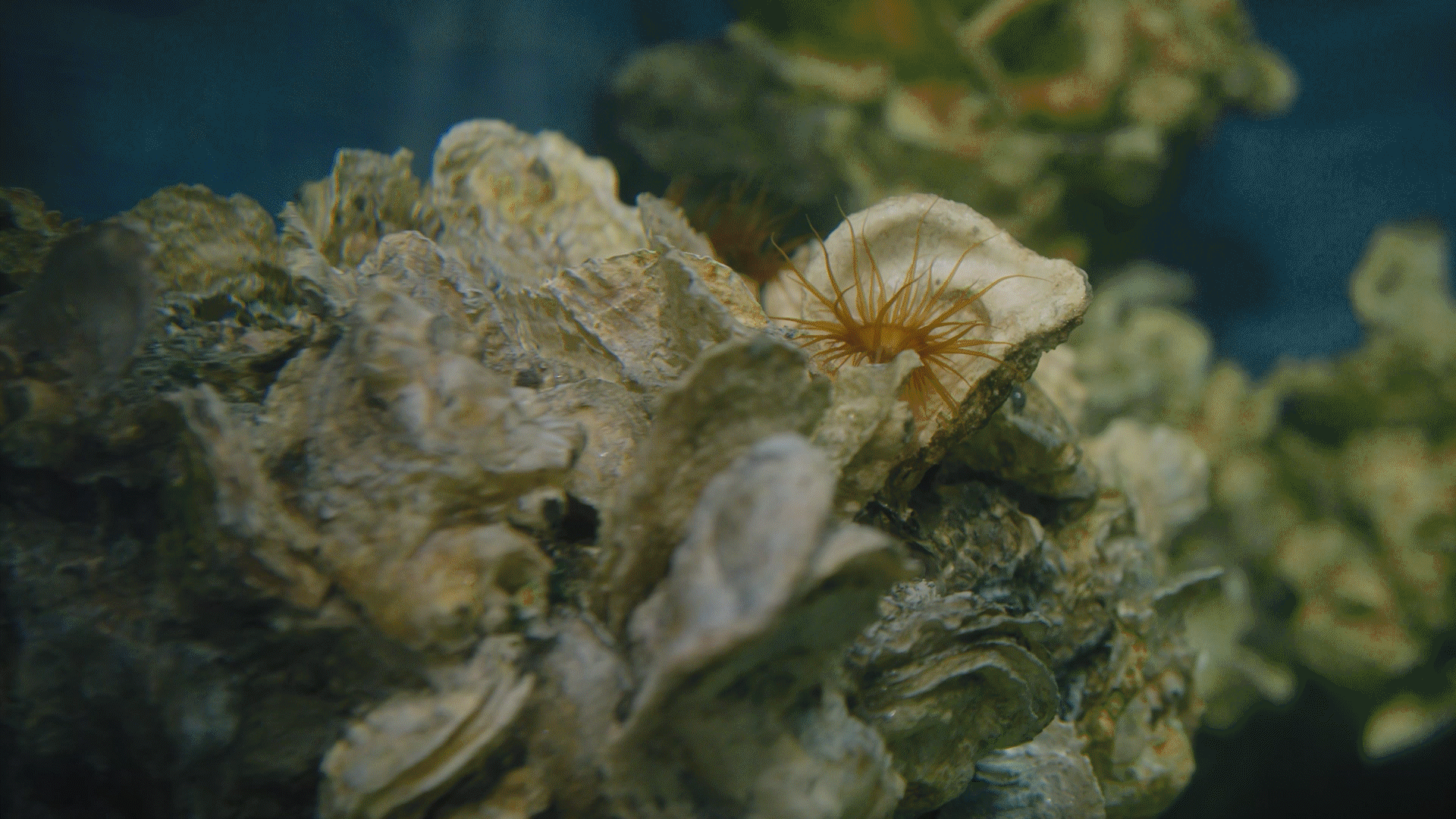Oyster reef viewed underwater.