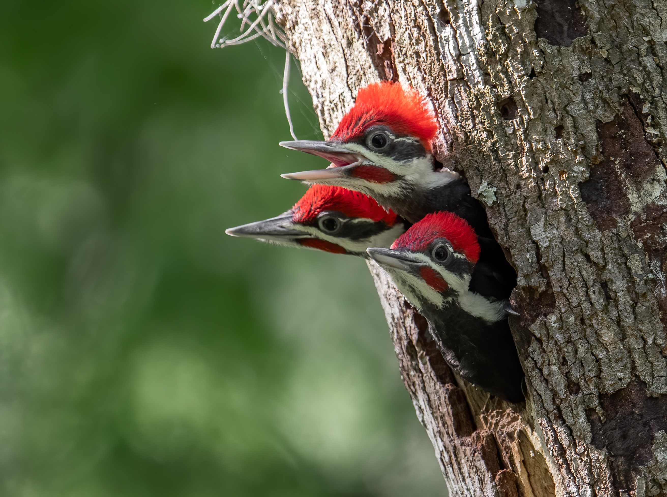 3 juvenile pileated woodpeckers peek out of their nest.