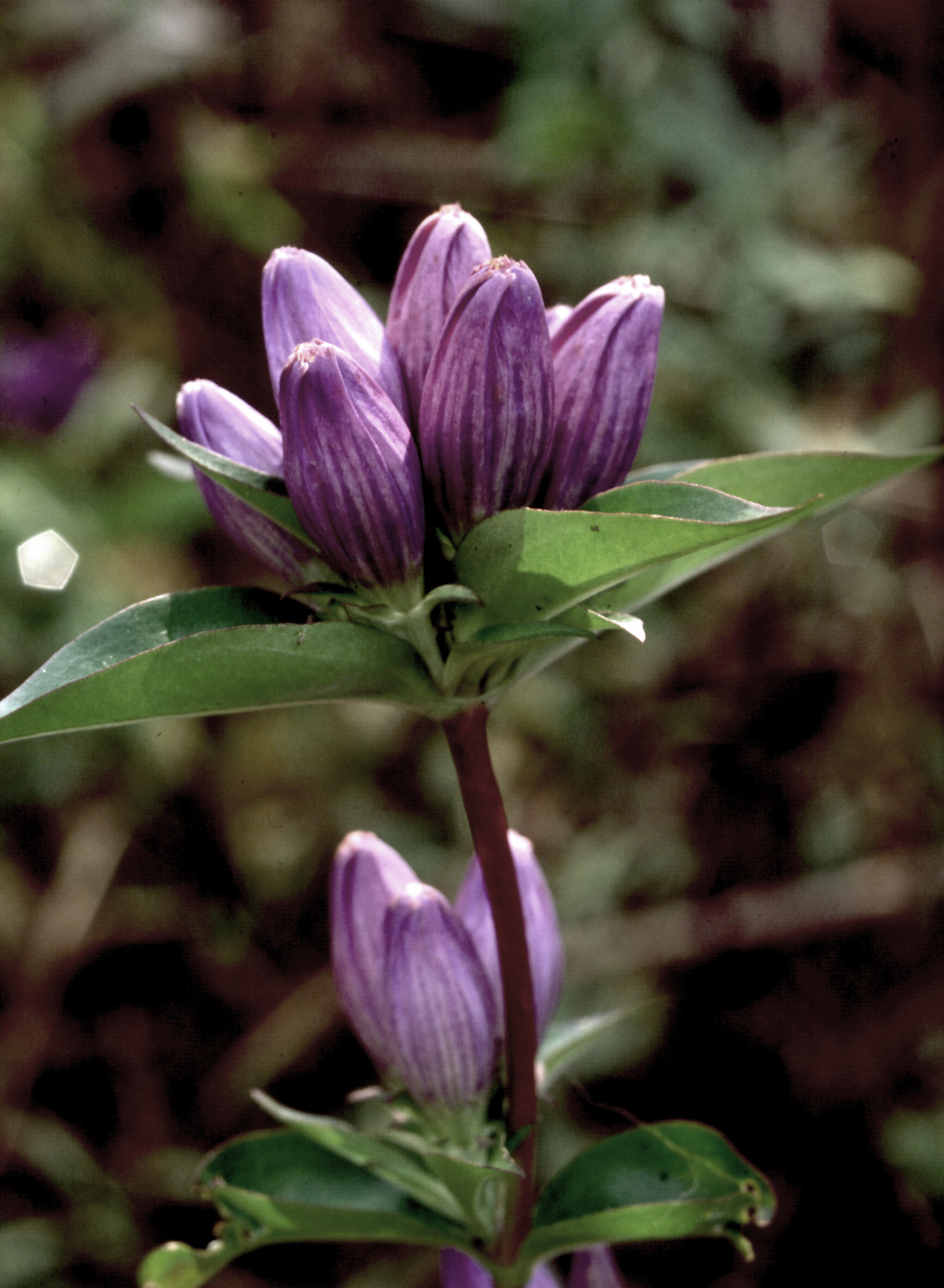 Blue-purple bottle gentian blooms atop green leaves.