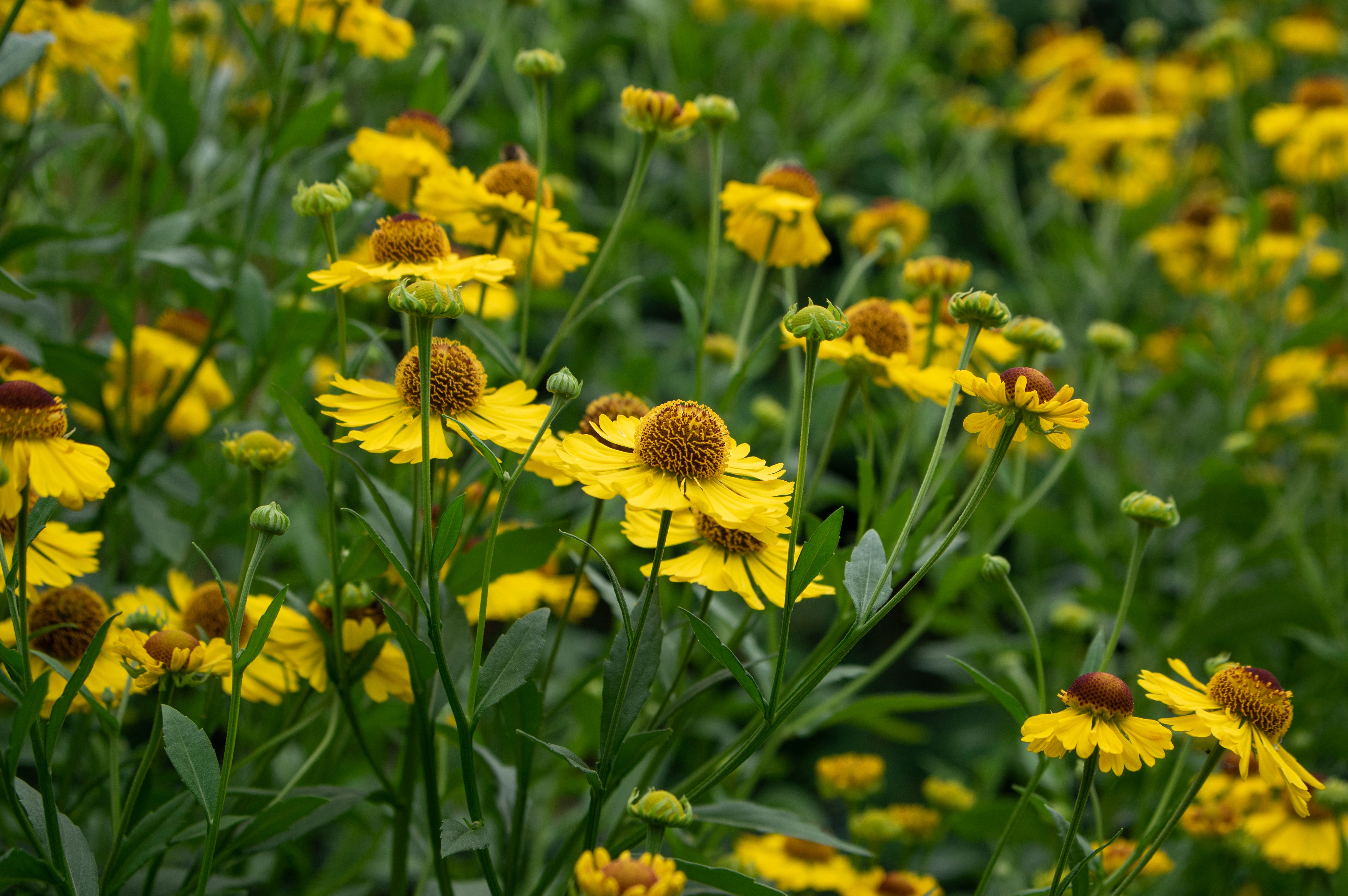 A green field of yellow common sneezeweed flowers.