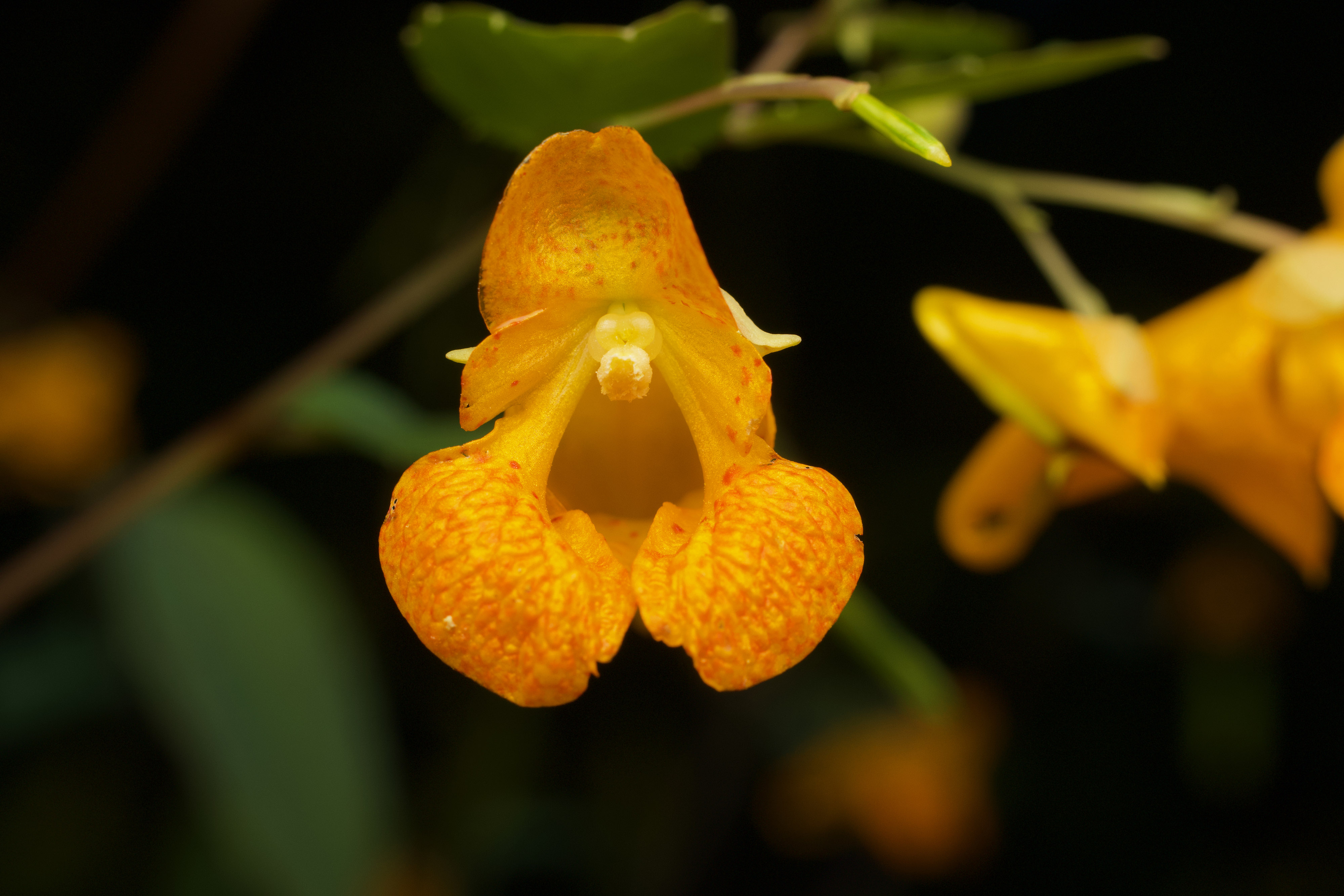 An orange jewelweed flower.