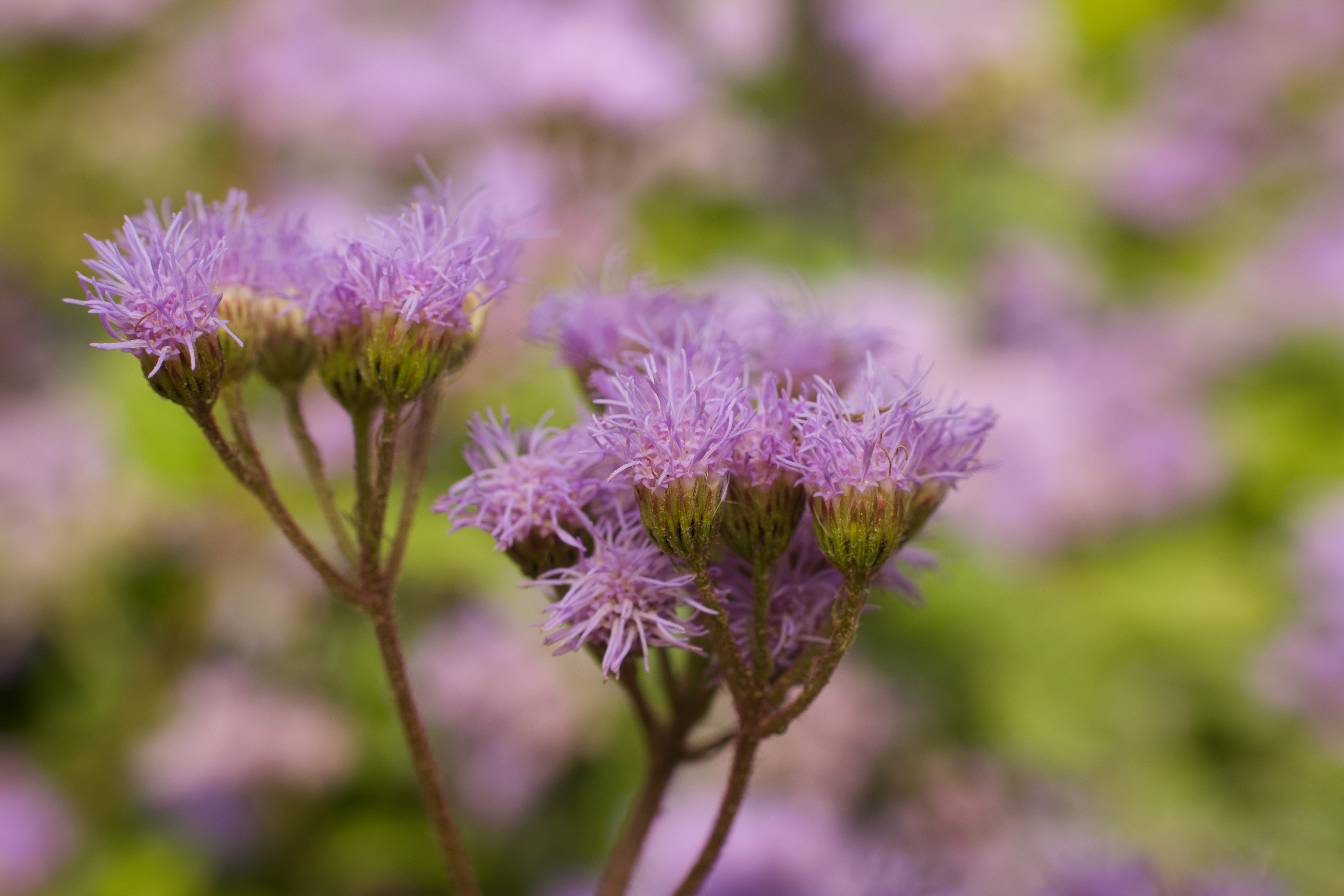 Two clusters of light blue-purple blue mistflowers.