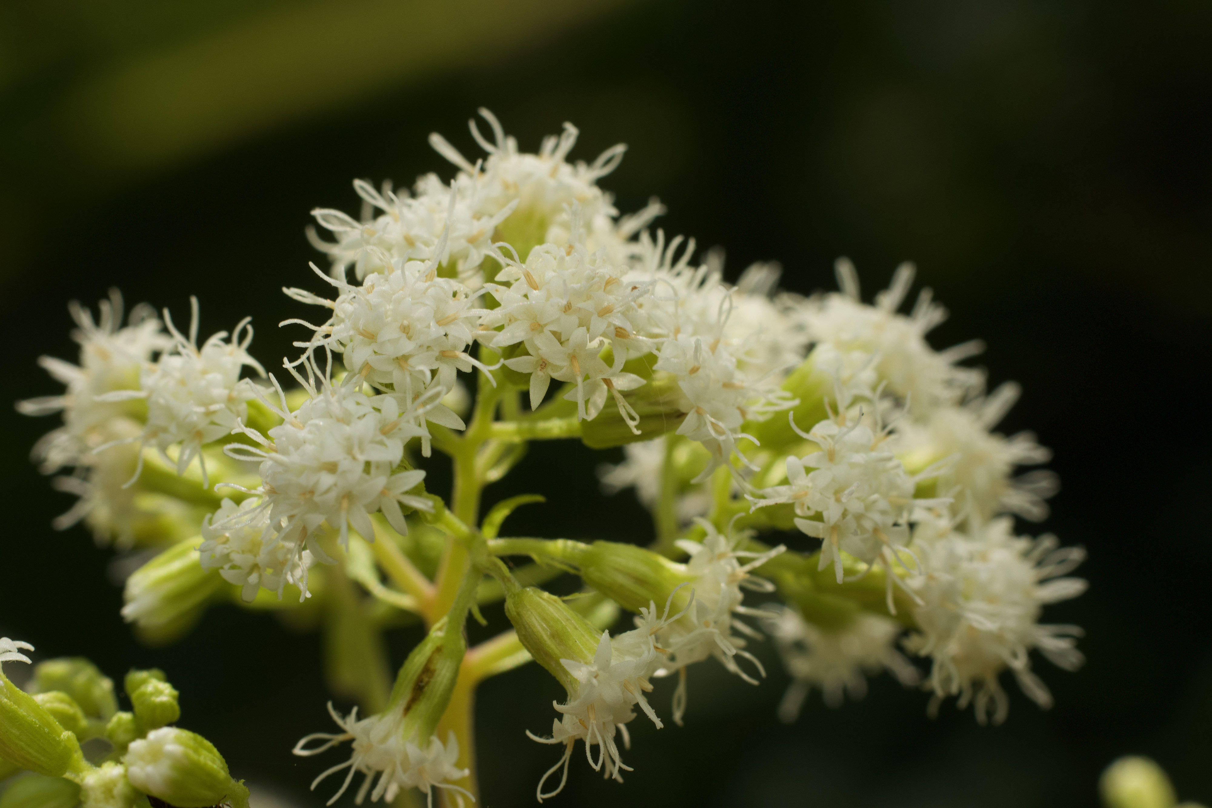 Clusters of white snakeroot flowers and green stems.