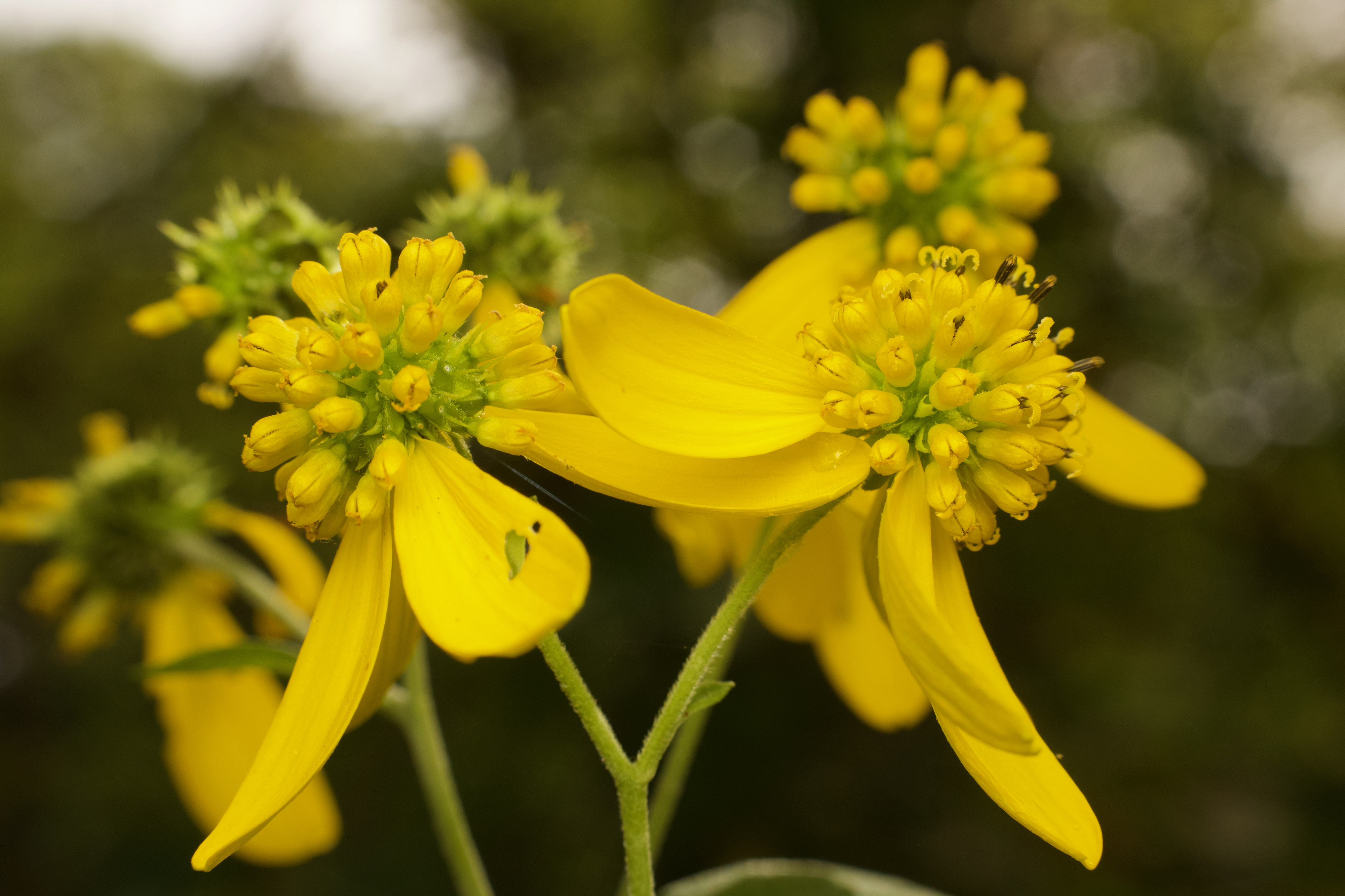 Small yellow flower clusters with drooping petals.