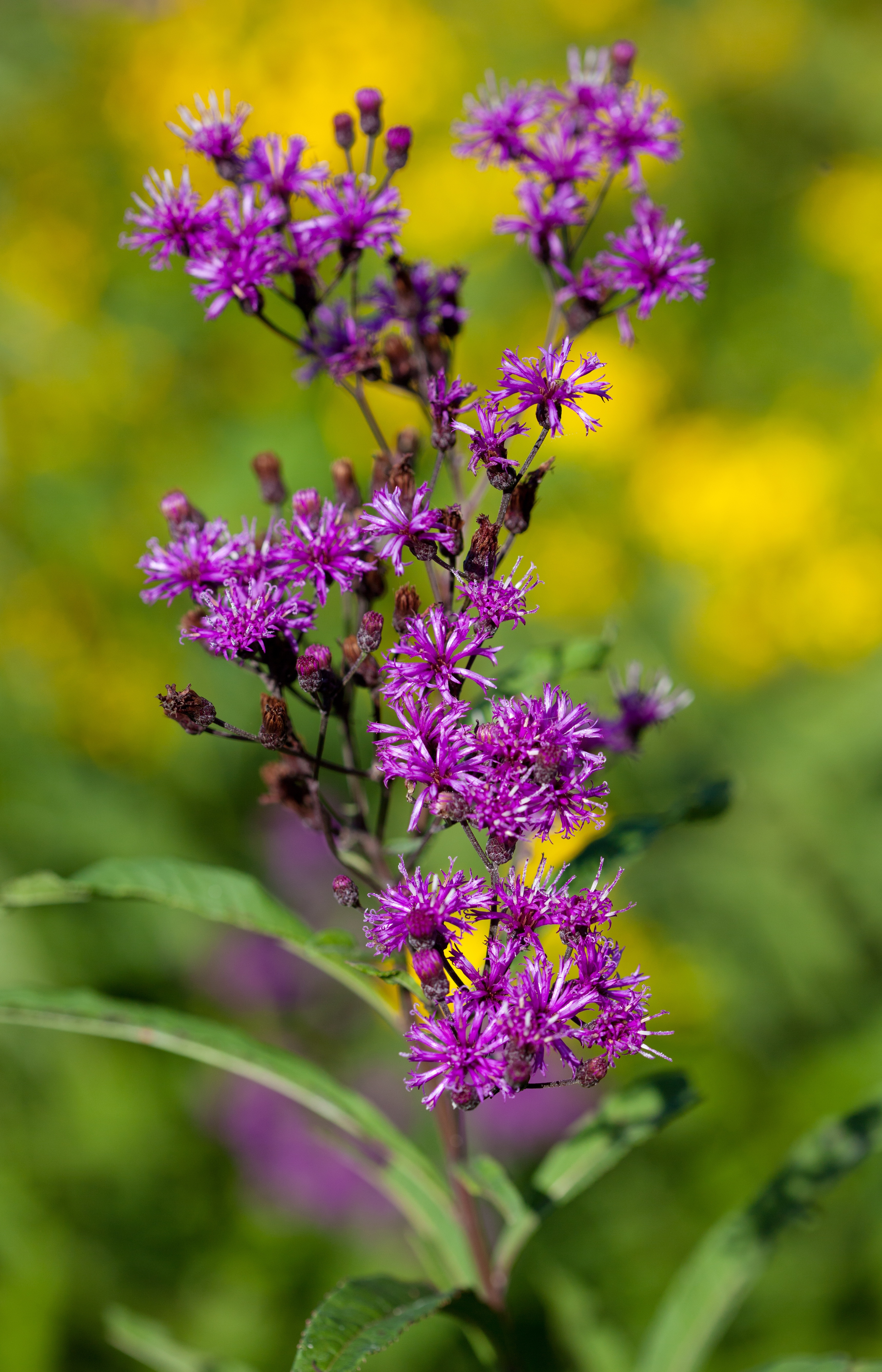 Several magenta tall ironweed blossoms and buds.