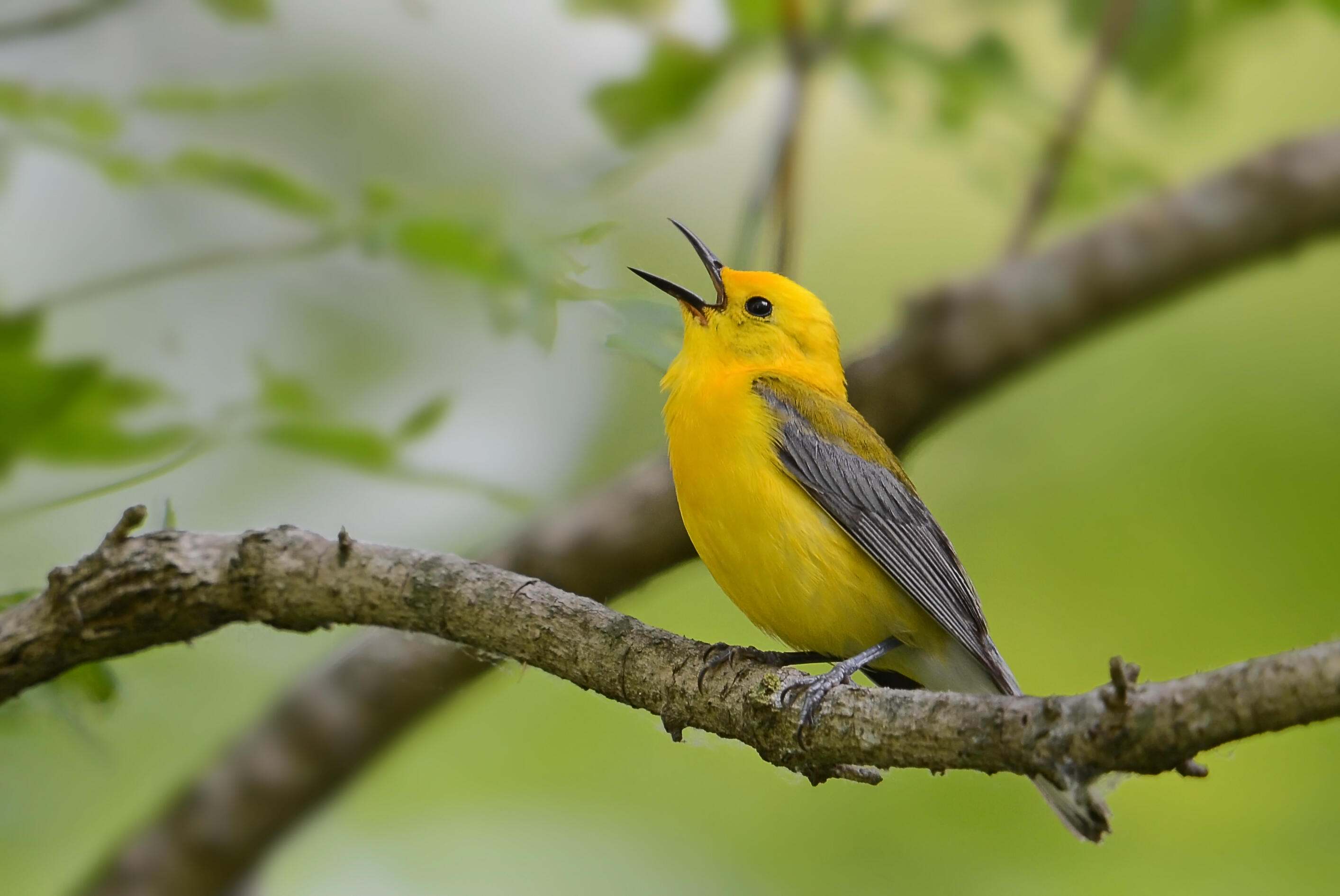 A bright yellow male prothonotary warbler signing on a branch. 